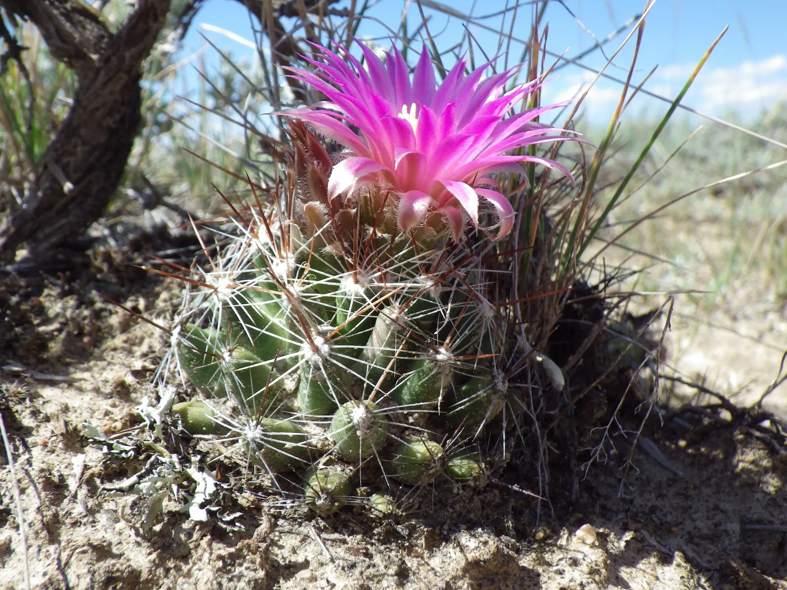 Spinystar, Beehive Cactus (Escobaria Vivipara) — is a hardy native of various regions in North America and is well-suited for xeriscaping or rock, image 37