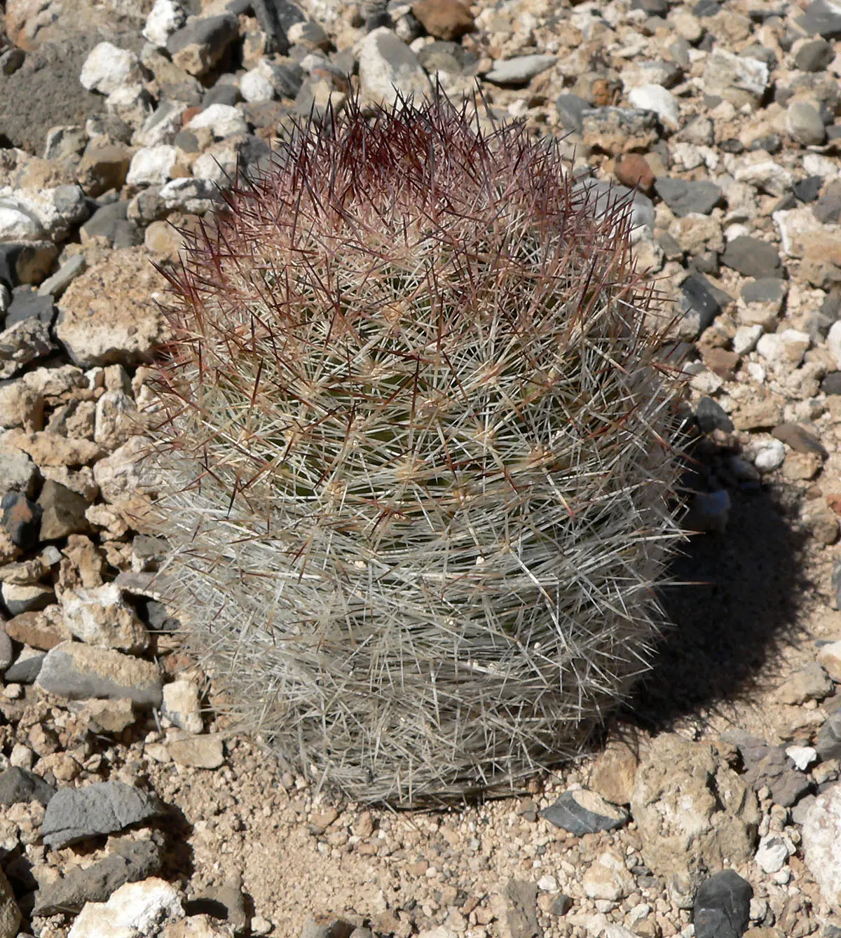 Spinystar, Beehive Cactus (Escobaria Vivipara) — rocky substrates that mimic its natural habitat