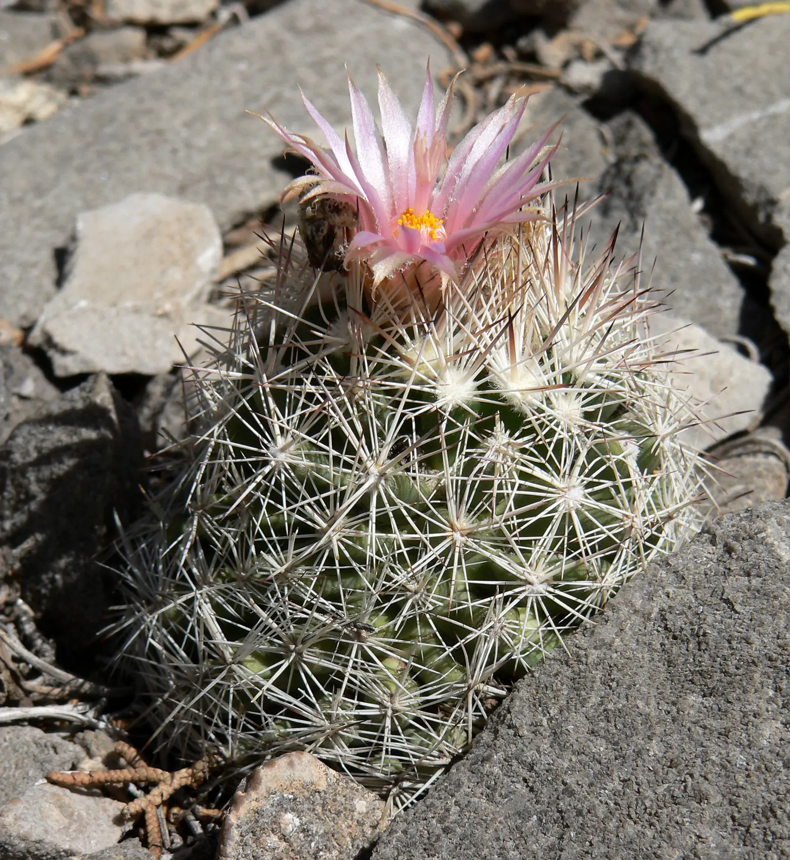 Spinystar, Beehive Cactus (Escobaria Vivipara) — providing a striking contrast to the green cylindrical stems; withstanding temperatures as low as, image 70