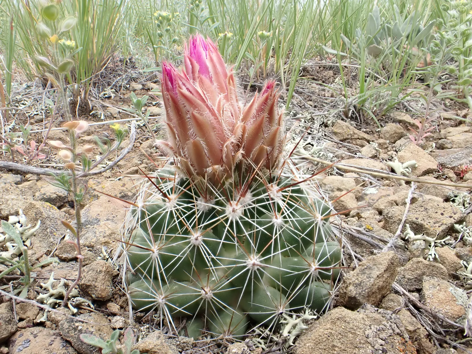 Spinystar, Beehive Cactus (Escobaria Vivipara) — The cactus blooms from late spring to early summer, image 44