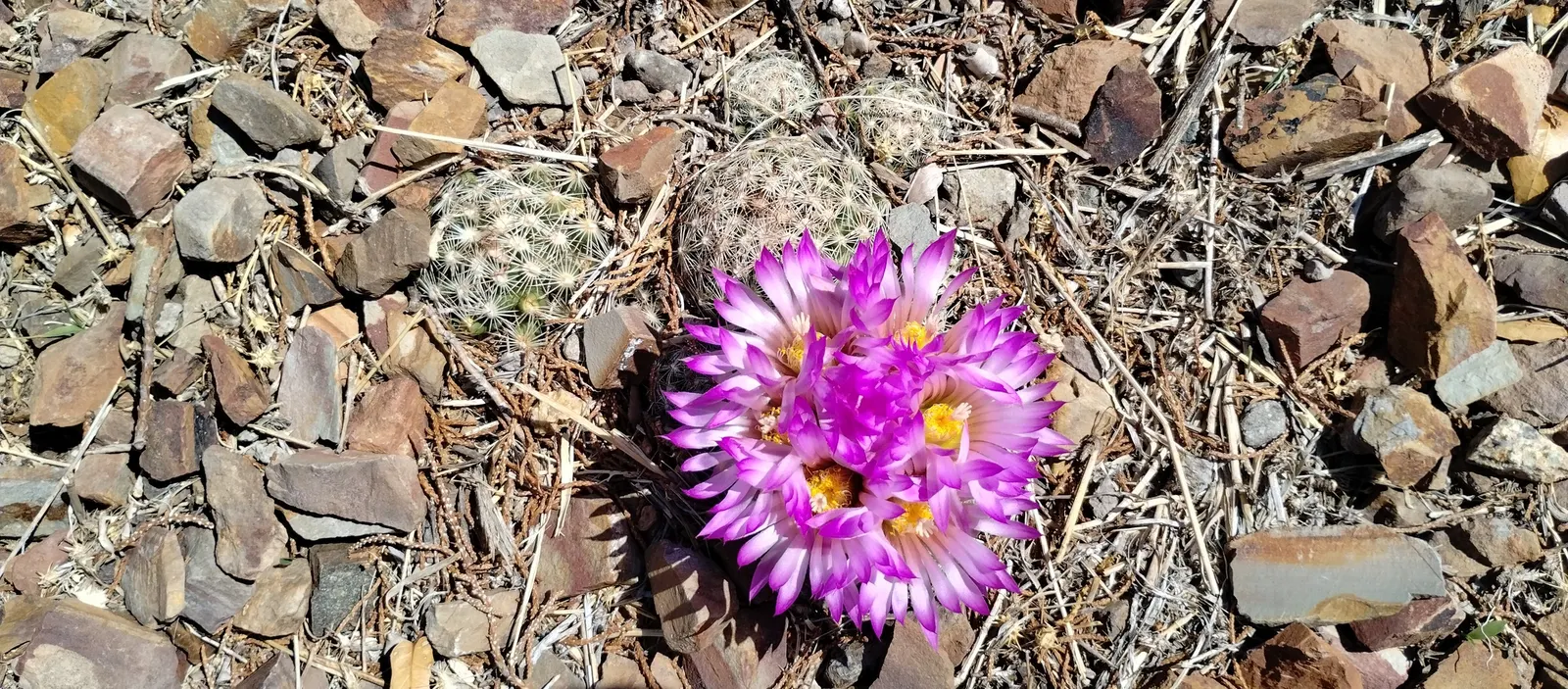 Spinystar, Beehive Cactus (Escobaria Vivipara) — This perennial thrives in USDA zones 4-9, reaching up to 6 inches tall and 12 inches wide