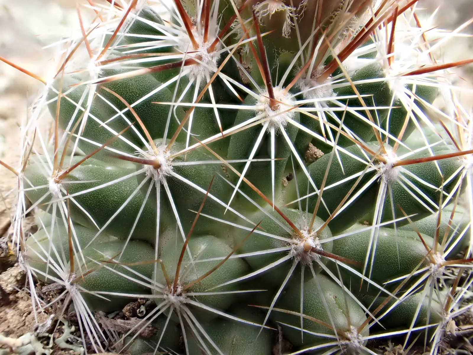 Spinystar, Beehive Cactus (Escobaria Vivipara) — which ranges in color from white to dark brown