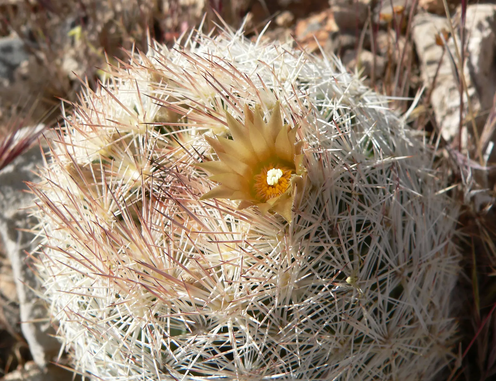 Spinystar, Beehive Cactus (Escobaria Vivipara) — which ranges in color from white to dark brown; boasting vibrant pink to purple flowers measuring, image 69
