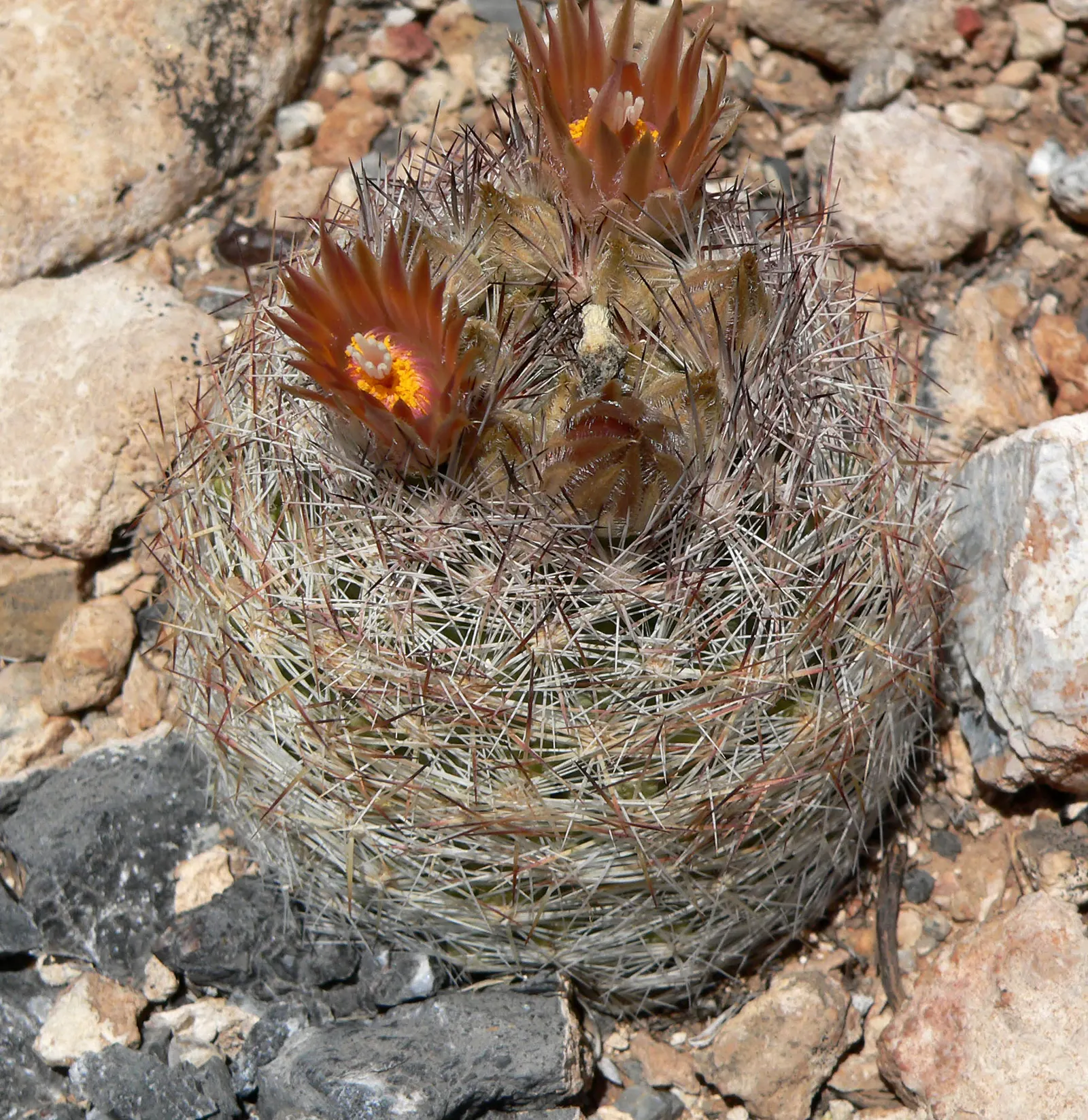 Spinystar, Beehive Cactus (Escobaria Vivipara) — The Spinystar or Beehive Cactus