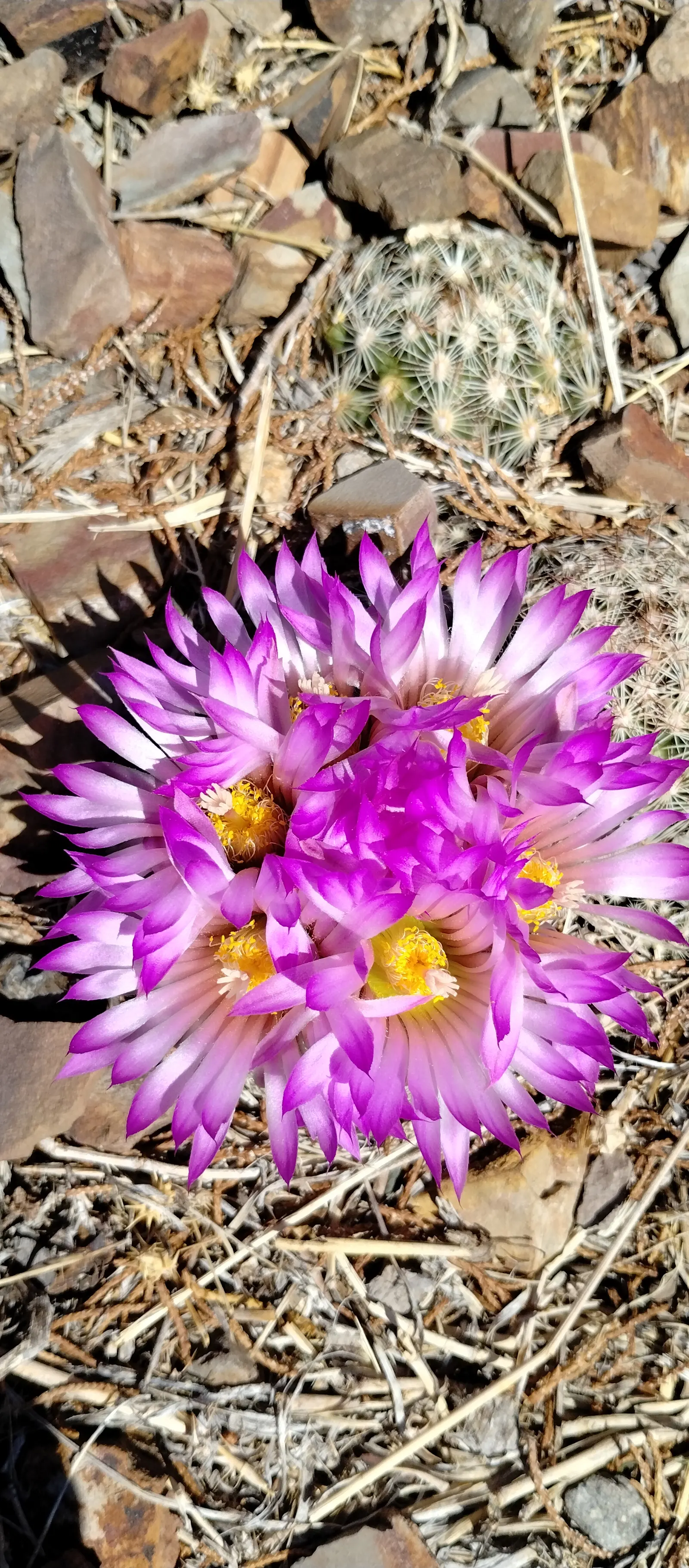 Spinystar, Beehive Cactus (Escobaria Vivipara) — These blooms are not only a delight to behold but also attract pollinators; cactus for full or half