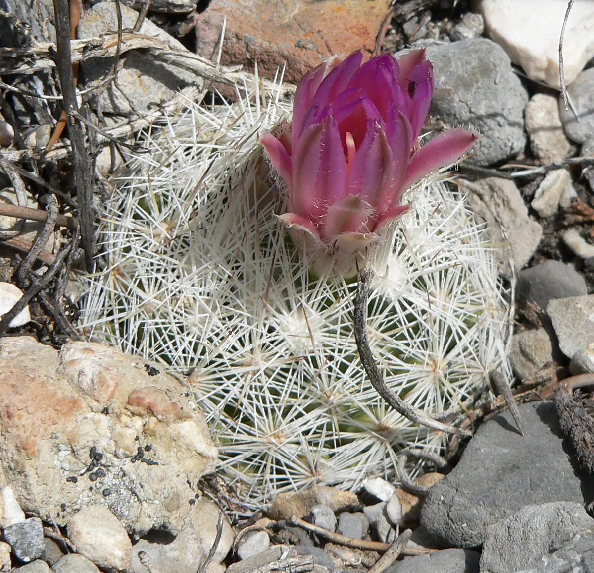 Spinystar, Beehive Cactus (Escobaria Vivipara) — Drought-resistant, it adds a striking, low-maintenance element to rock gardens and desert-themed, image 63