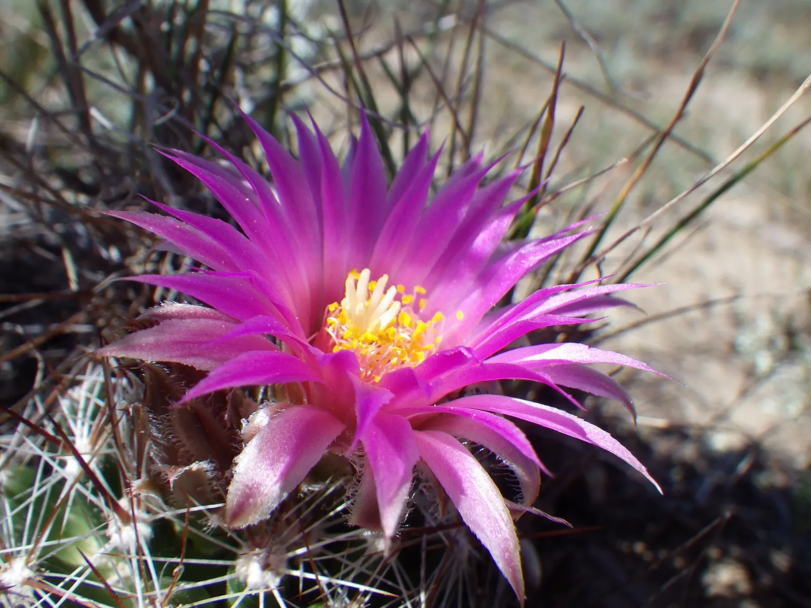 Spinystar, Beehive Cactus (Escobaria Vivipara) — cactus for full or half