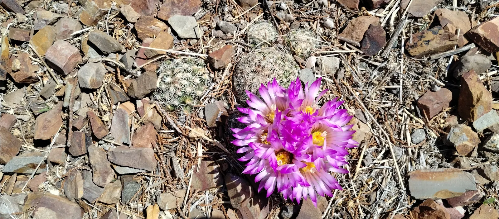 Spinystar, Beehive Cactus (Escobaria Vivipara) — as this aids in maintaining its compact form and encourages blooming; is a hardy native of various regions in