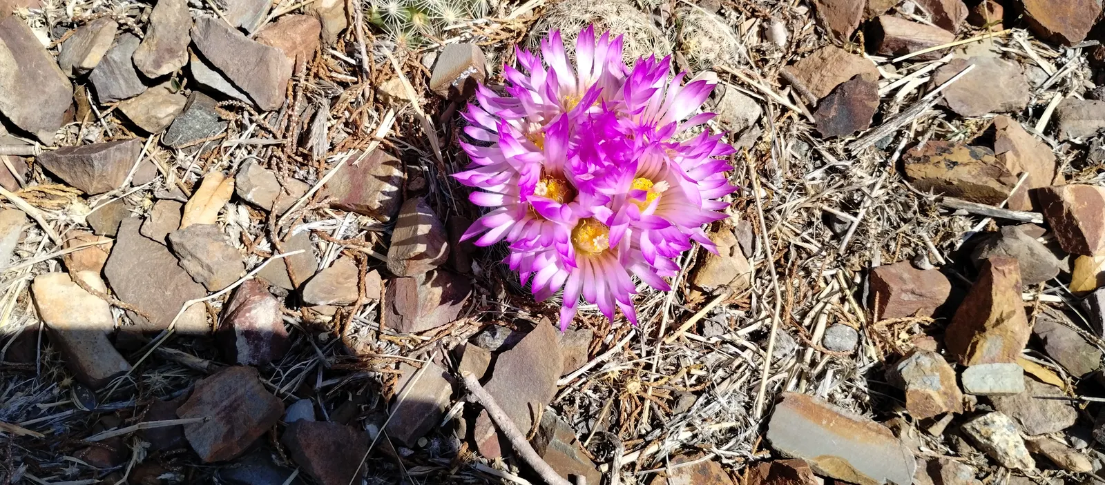 Spinystar, Beehive Cactus (Escobaria Vivipara) — making it a resilient choice for a variety of landscapes; as this cactus does not tolerate prolonged wet feet