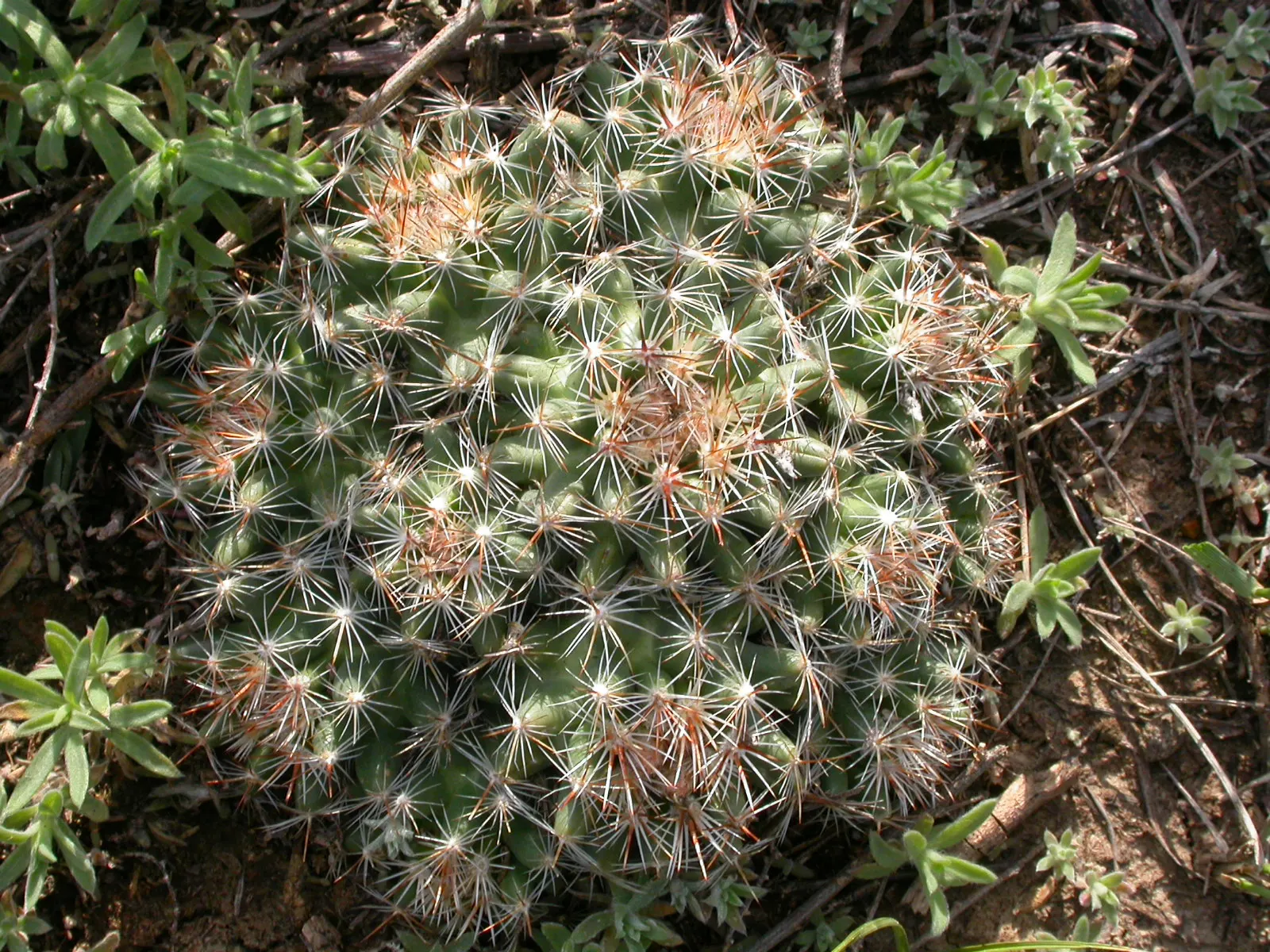 Spinystar, Beehive Cactus (Escobaria Vivipara) — The cactus blooms from late spring to early summer