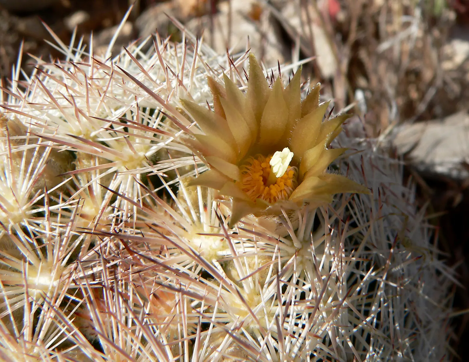 Spinystar, Beehive Cactus (Escobaria Vivipara) — as this cactus does not tolerate prolonged wet feet; rocky substrates that mimic its natural habitat
