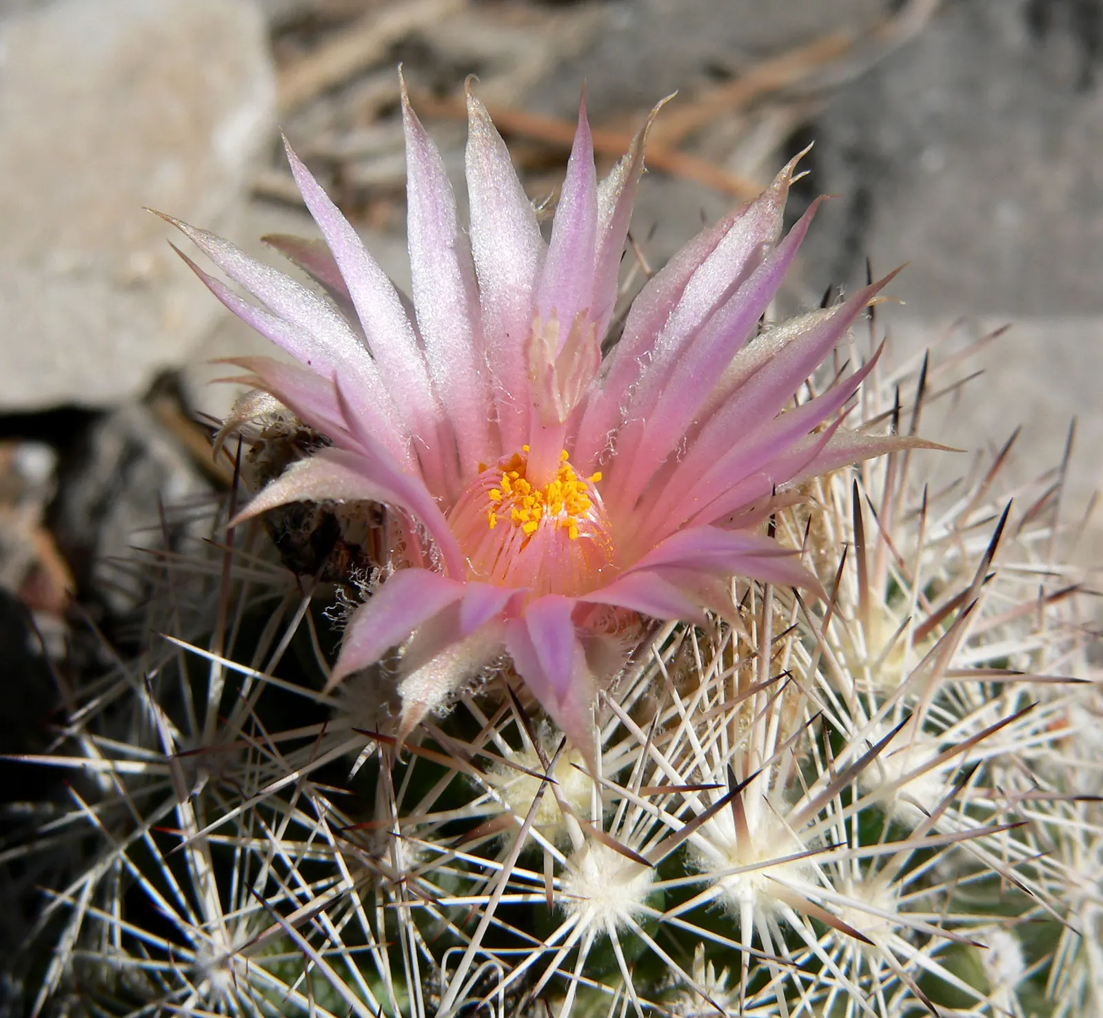 Spinystar, Beehive Cactus (Escobaria Vivipara) — as this aids in maintaining its compact form and encourages blooming