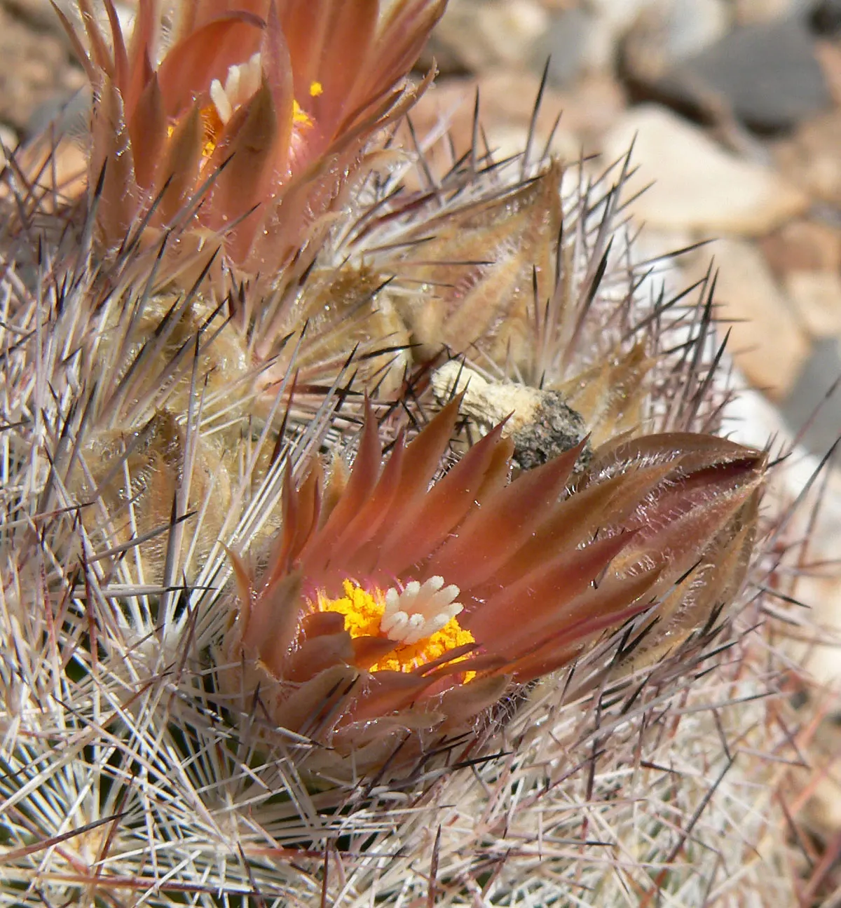 Spinystar, Beehive Cactus (Escobaria Vivipara) — The Spinystar or Beehive Cactus (Escobaria vivipara) is a North American native, ideal for xeriscapes