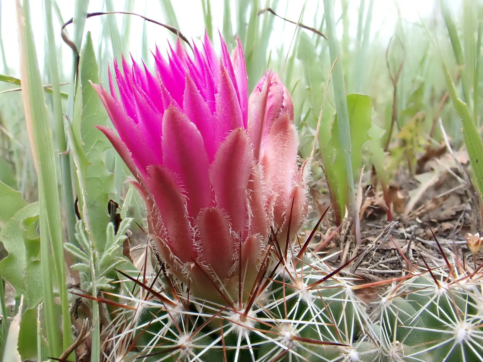 Spinystar, Beehive Cactus (Escobaria Vivipara) — is a hardy native of various regions in North America and is well-suited for xeriscaping or rock, image 66