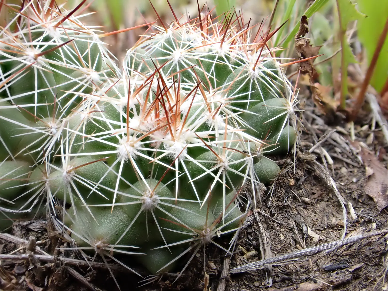 Spinystar, Beehive Cactus (Escobaria Vivipara) — rocky substrates that mimic its natural habitat; cactus with pink blooms