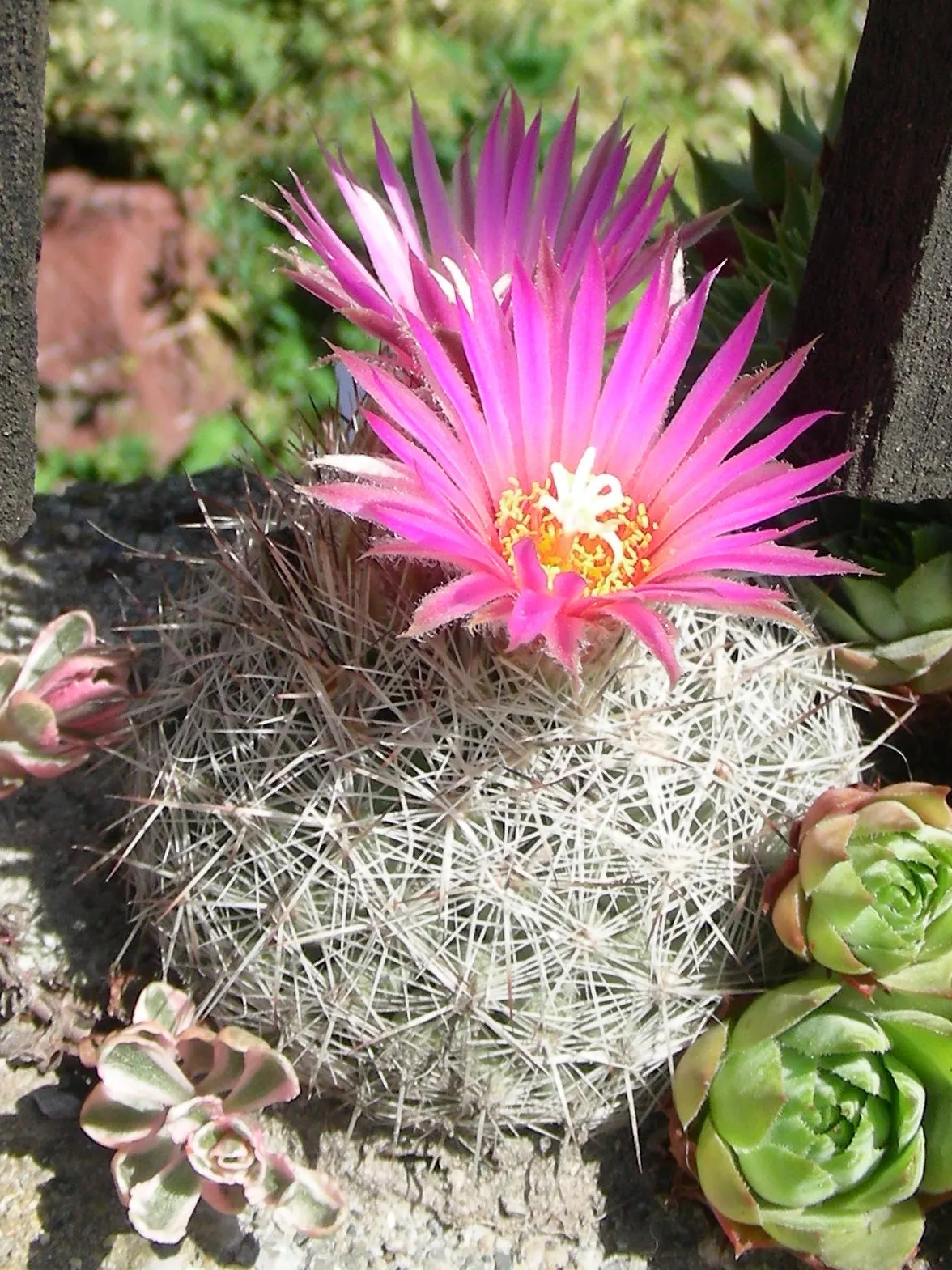 Spinystar, Beehive Cactus (Escobaria Vivipara) — The Spinystar or Beehive Cactus (Escobaria vivipara) is a North American native, ideal for, image 30