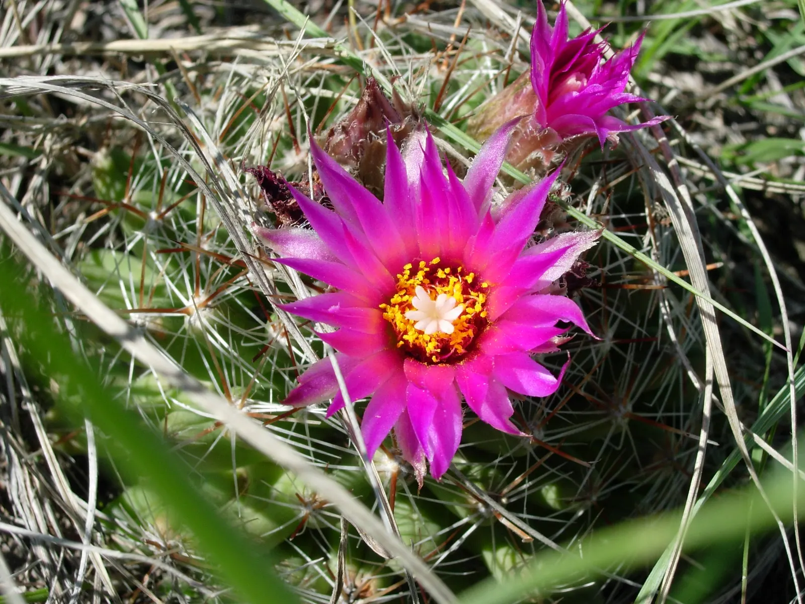 Spinystar, Beehive Cactus (Escobaria Vivipara) — Featuring tightly clustered, needle-like spines, it showcases vibrant pink to purple flowers in late spring