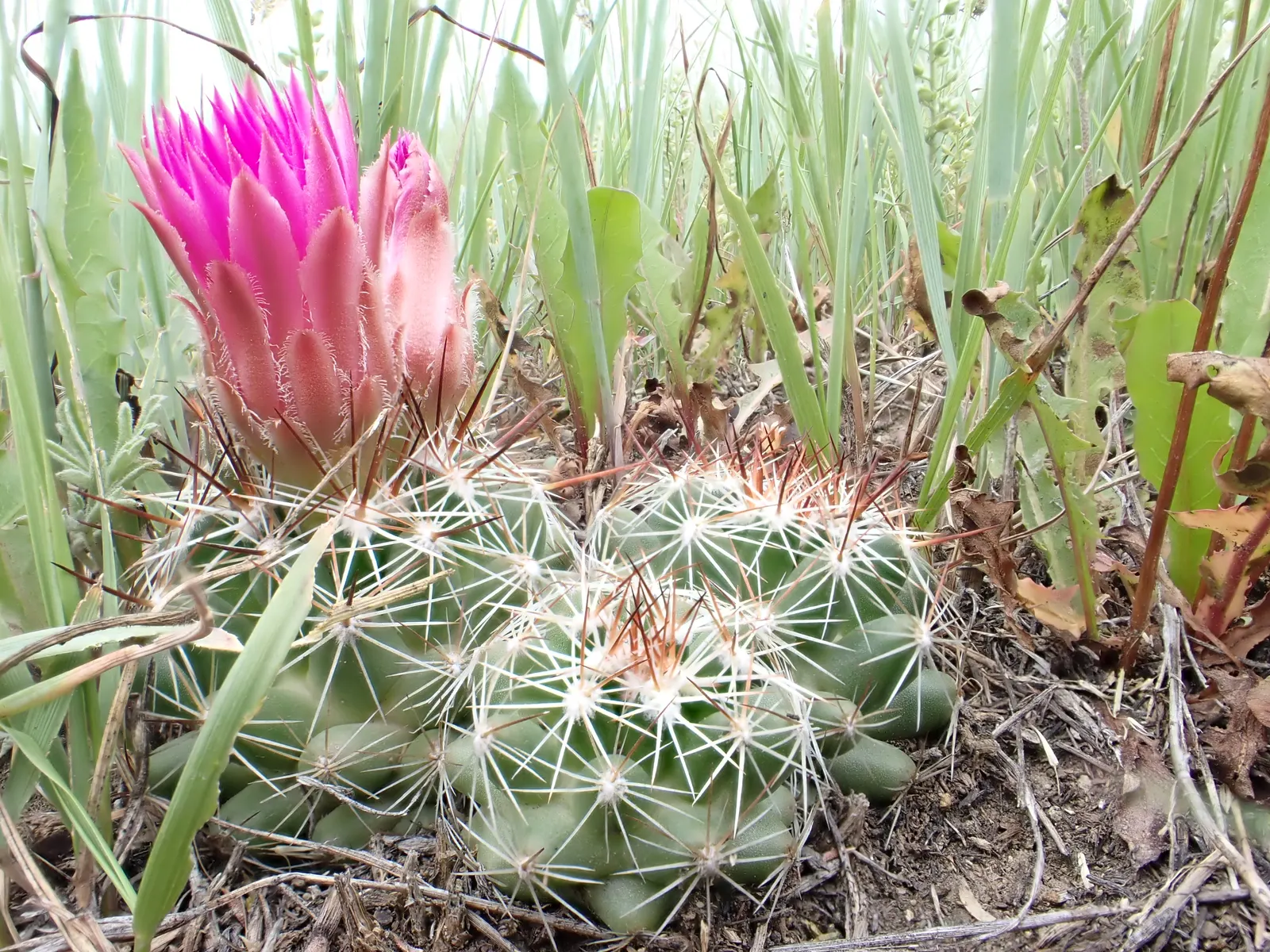 Spinystar, Beehive Cactus (Escobaria Vivipara) — ensure the specimen receives full sun to part shade; the Spinystar or Beehive Cactus (Escobaria, image 71