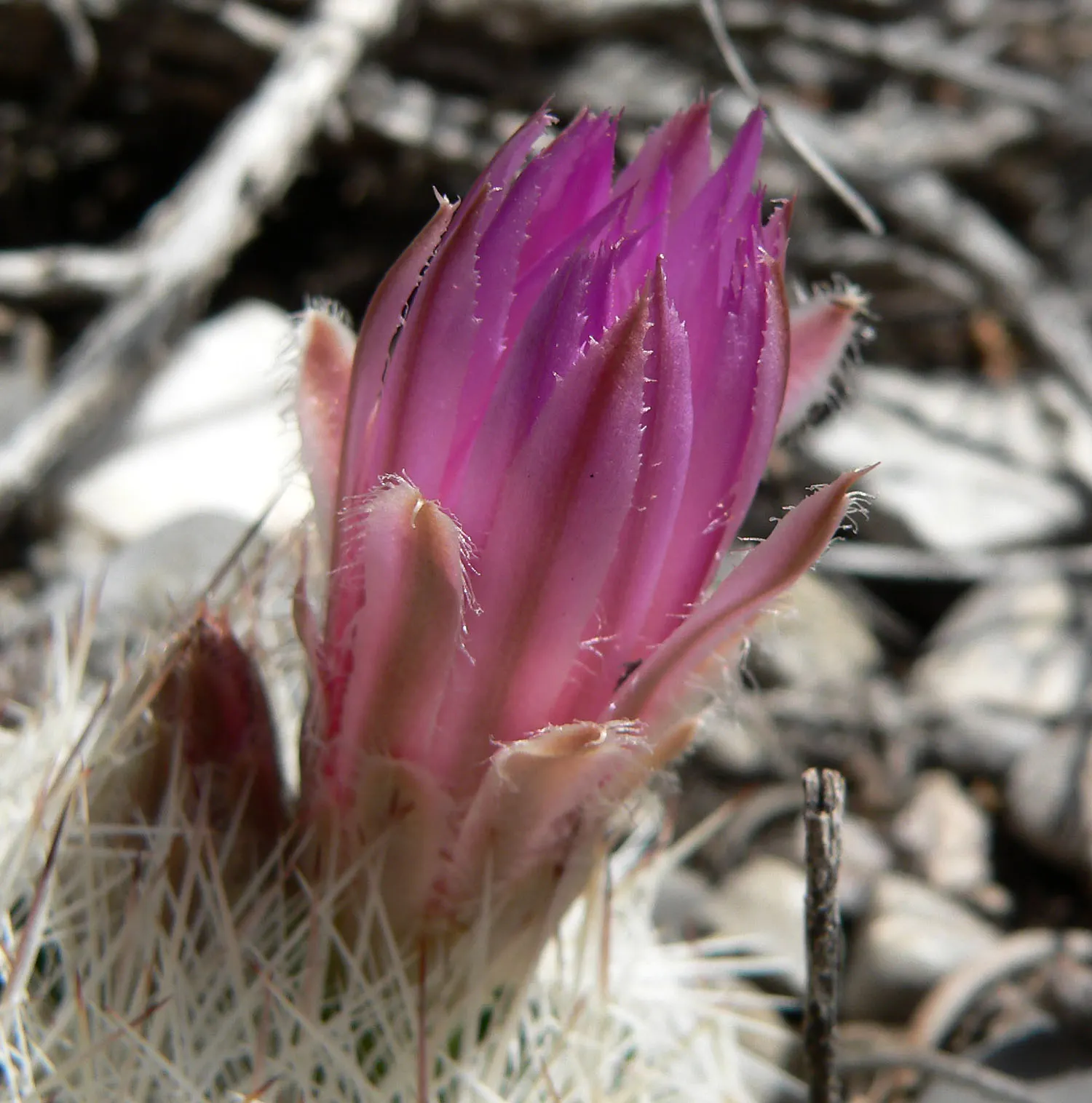 Spinystar, Beehive Cactus (Escobaria Vivipara) — the Escobaria vivipara is cold tolerant
