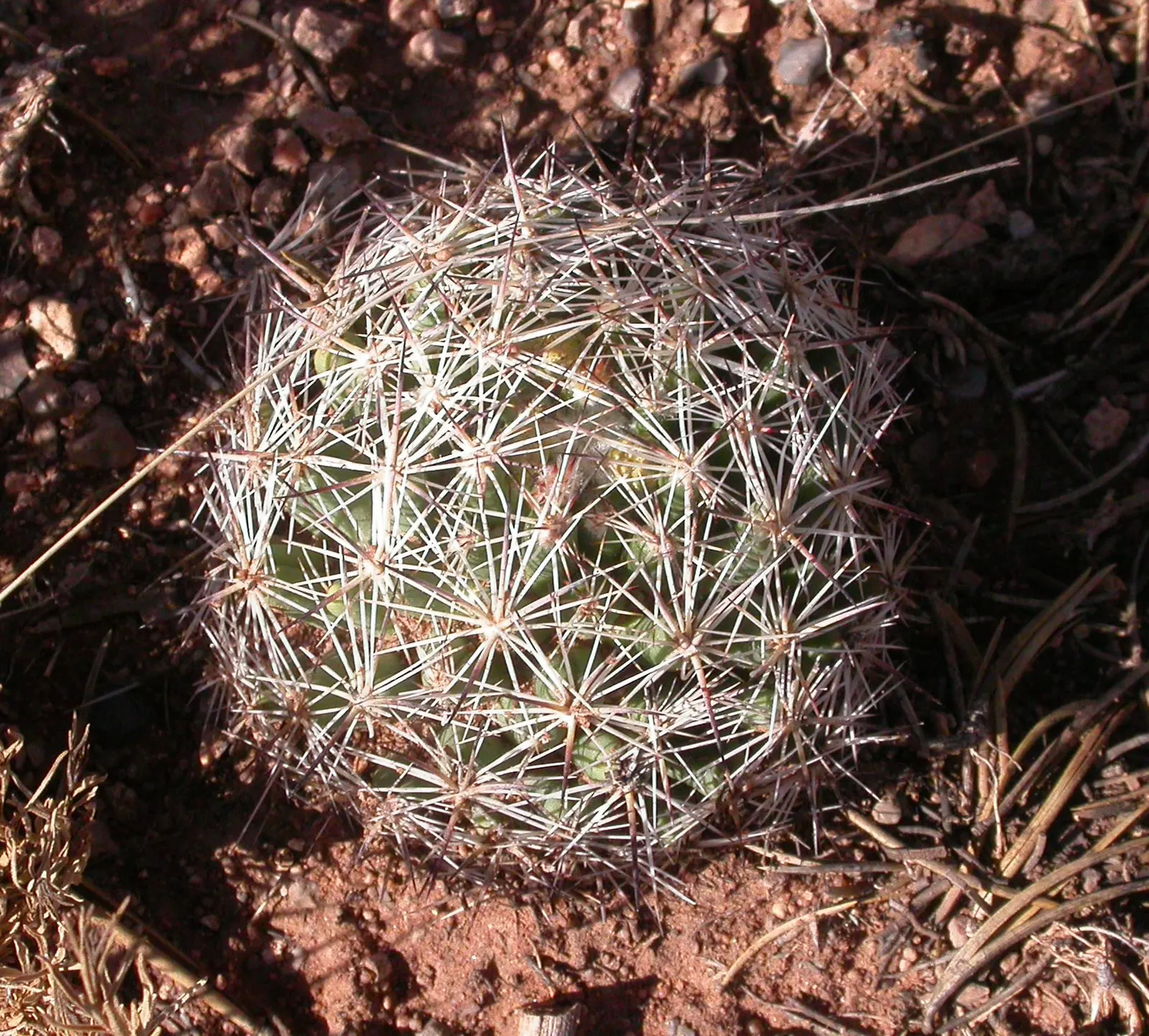 Spinystar, Beehive Cactus (Escobaria Vivipara) — providing a striking contrast to the green cylindrical stems; withstanding temperatures as low as -20&deg;F