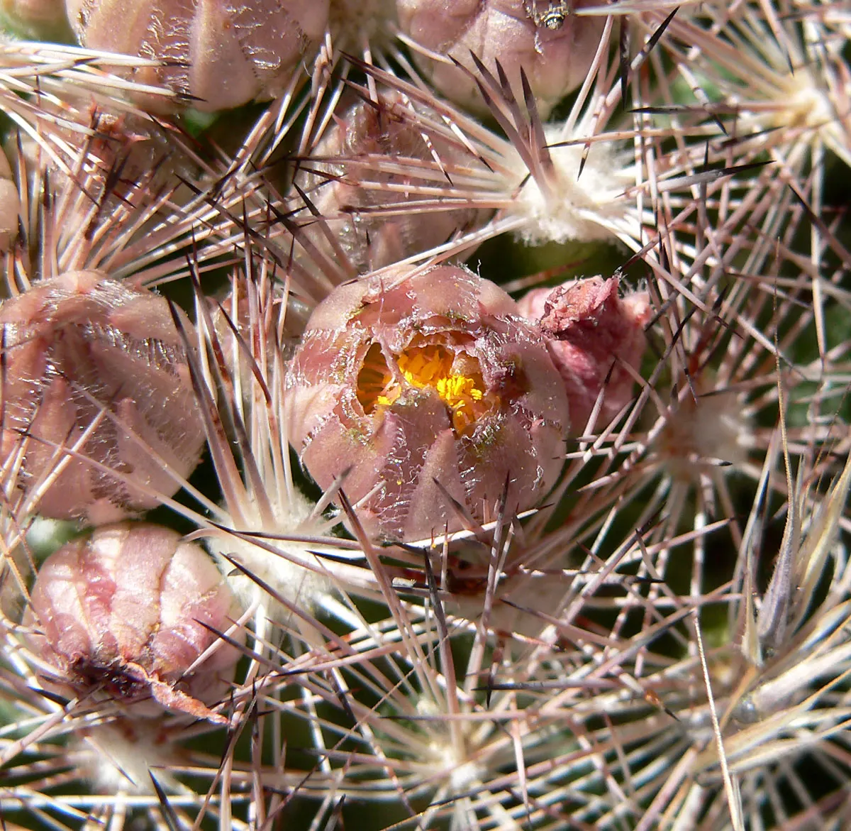 Spinystar, Beehive Cactus (Escobaria Vivipara) — These blooms are not only a delight to behold but also attract pollinators