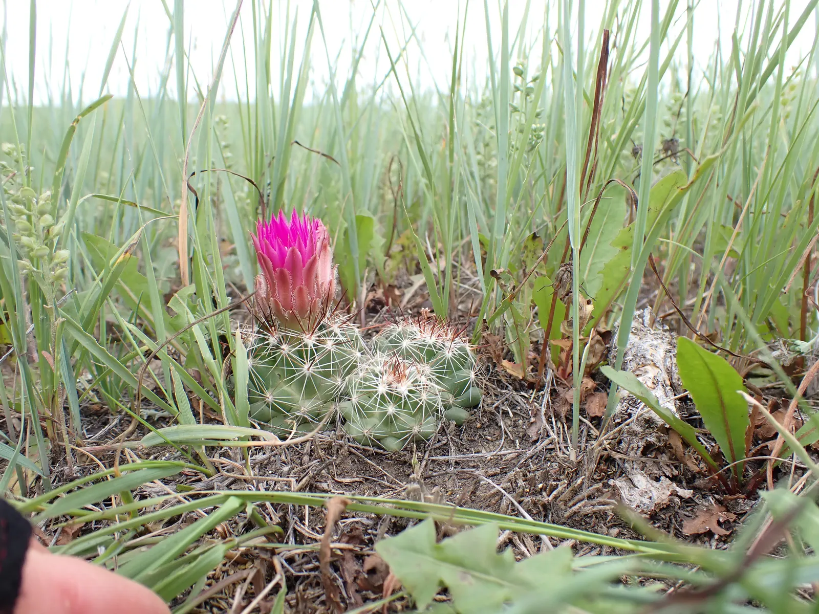 Spinystar, Beehive Cactus (Escobaria Vivipara) — Requires well-draining soil and full sun; no significant pests or diseases affect this species