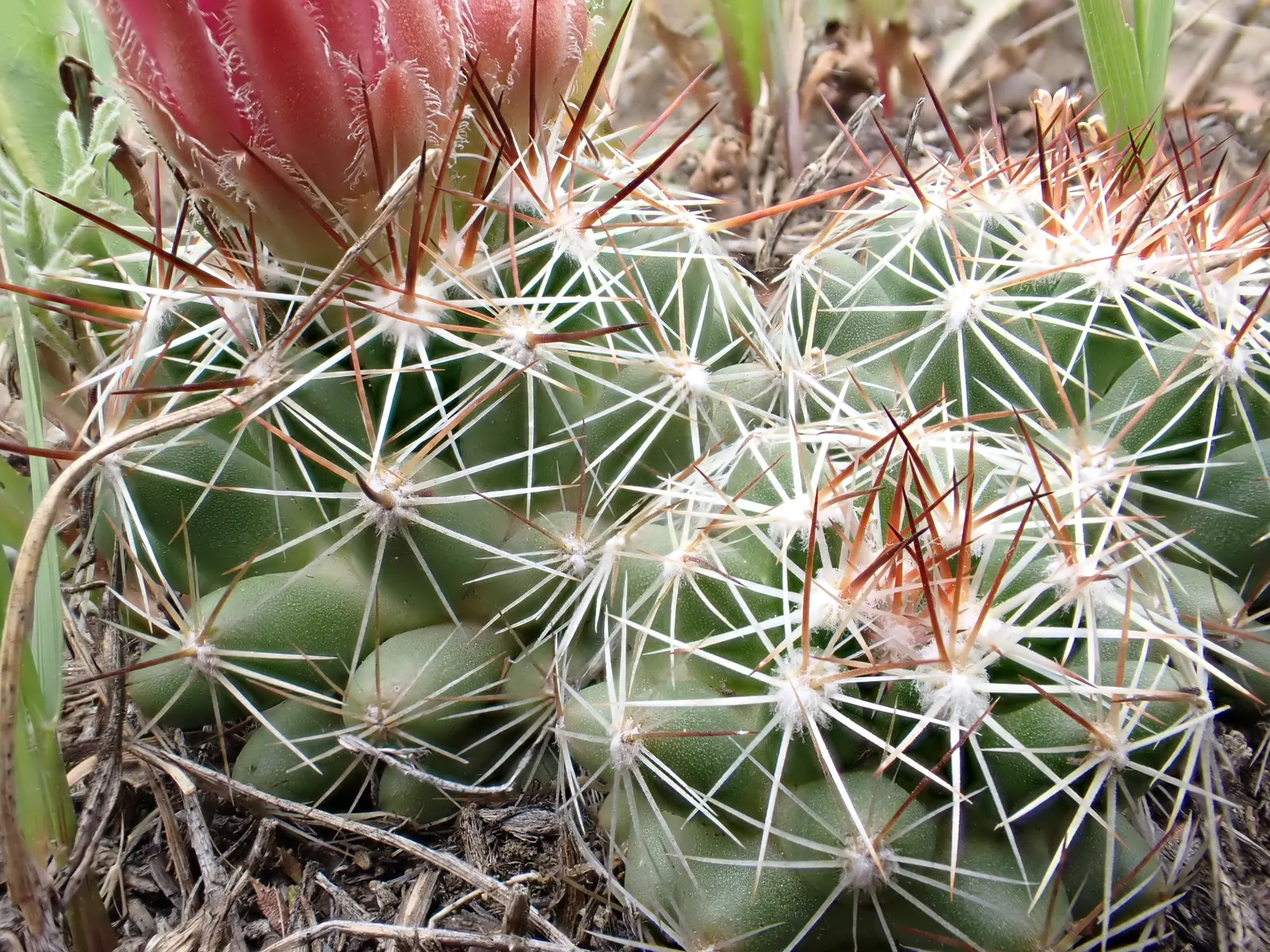 Spinystar, Beehive Cactus (Escobaria Vivipara) — Featuring tightly clustered, needle-like spines, it showcases vibrant pink to purple flowers in, image 61
