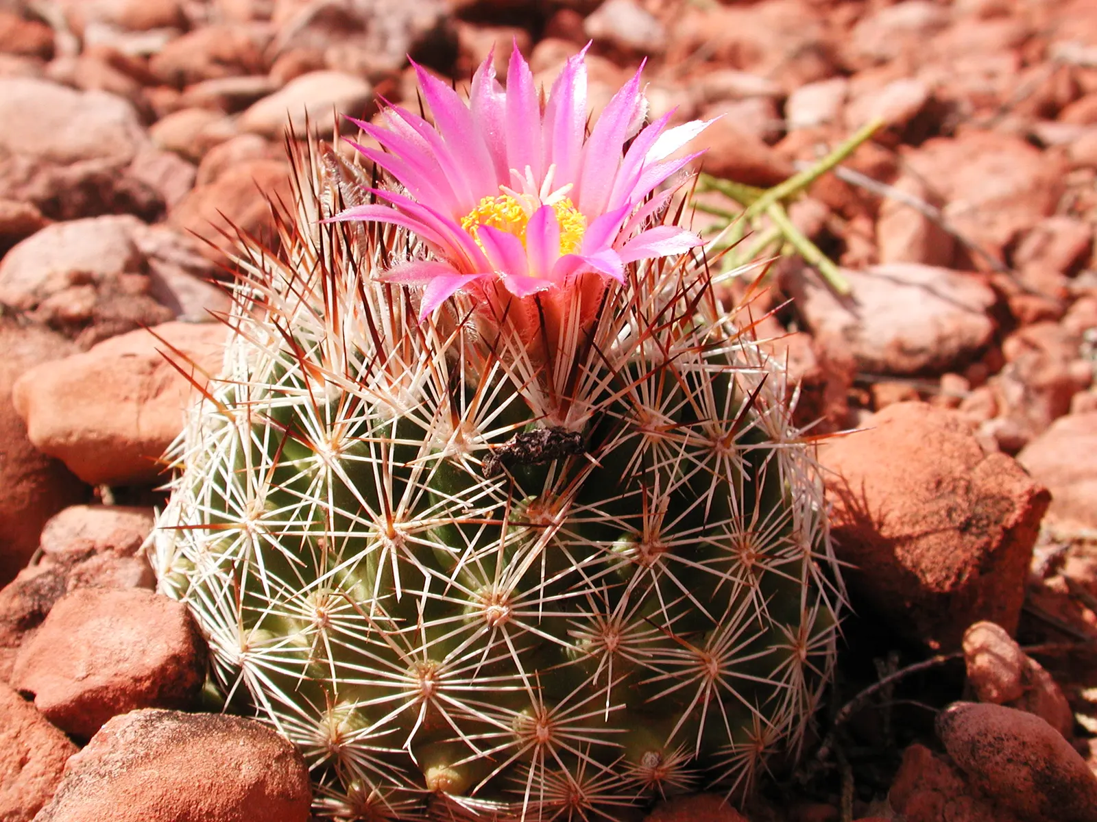 Spinystar, Beehive Cactus (Escobaria Vivipara) — pink flowers in the garden; providing a striking contrast to the green cylindrical stems