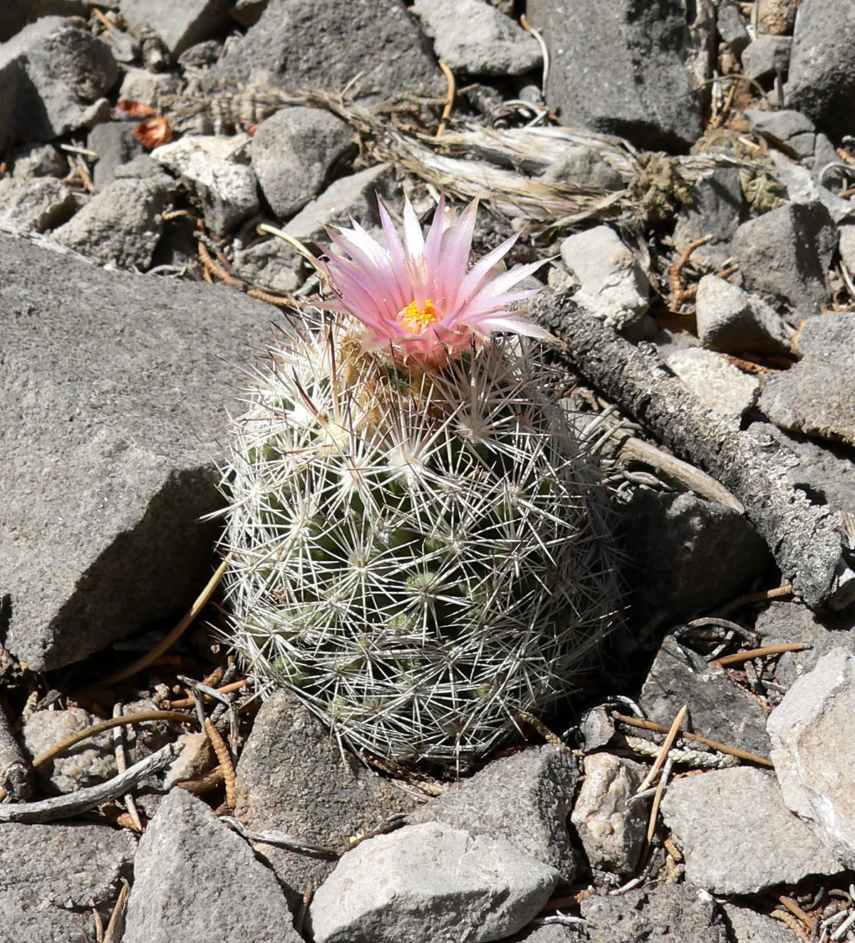 Spinystar, Beehive Cactus (Escobaria Vivipara) — ensure the specimen receives full sun to part shade