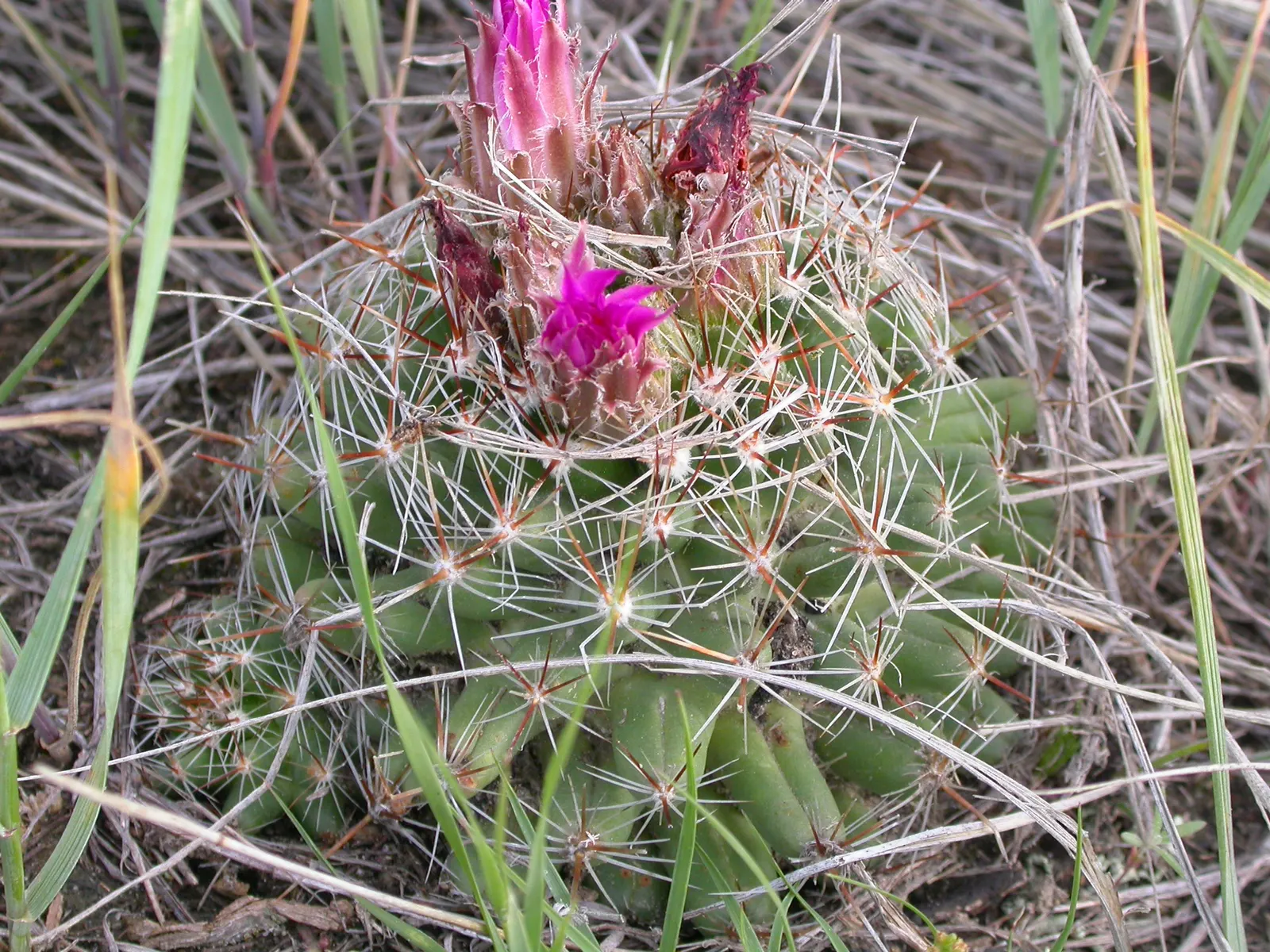 Spinystar, Beehive Cactus (Escobaria Vivipara) — This perennial thrives in USDA zones 4-9, reaching up to 6 inches tall and 12 inches wide; which ranges in