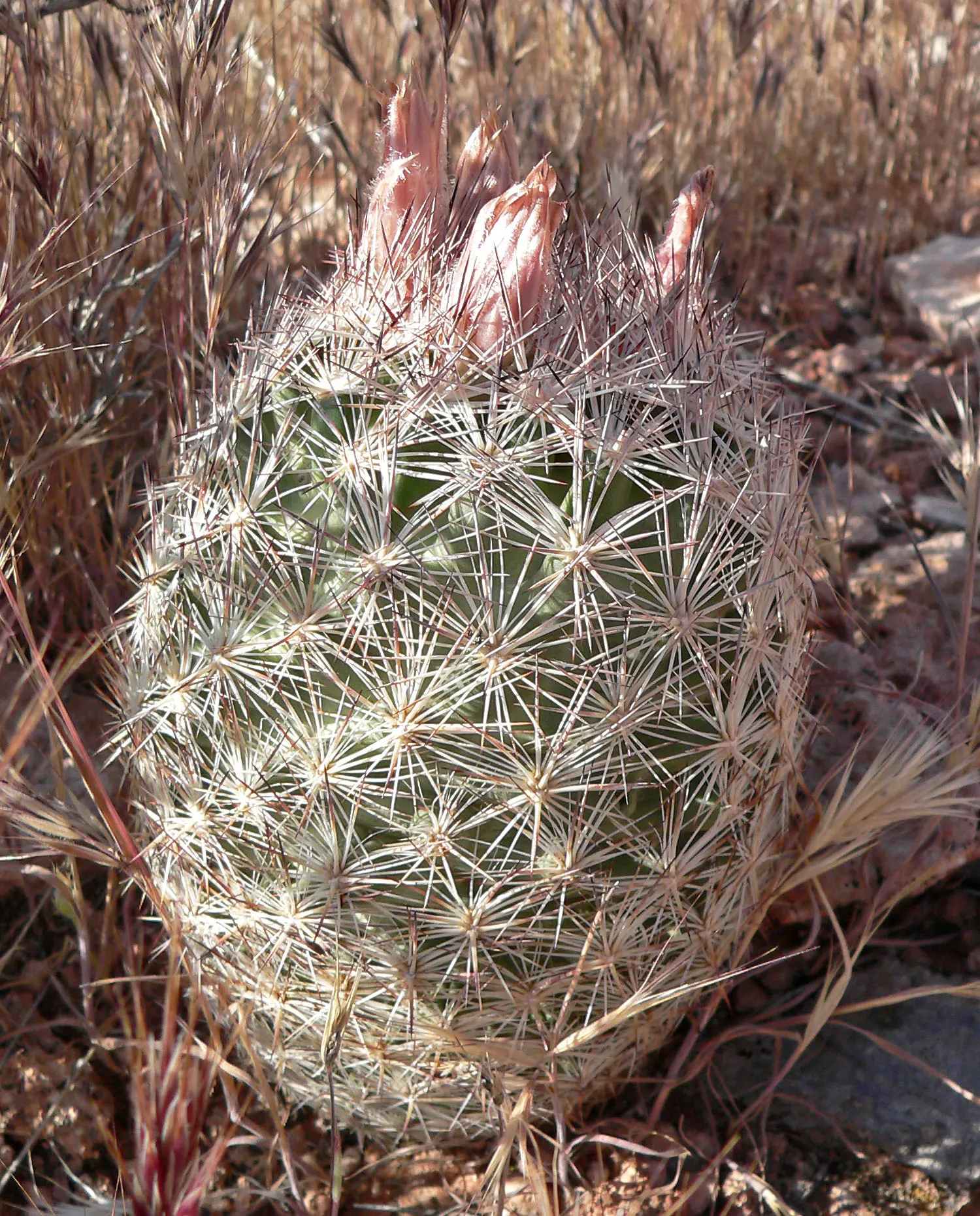 Spinystar, Beehive Cactus (Escobaria Vivipara) — pink flowers in the garden