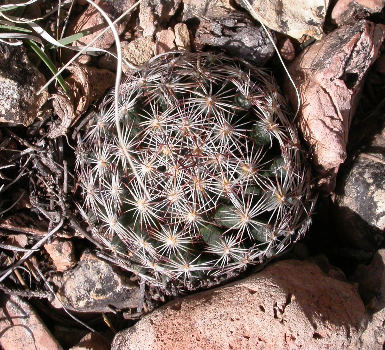 Spinystar, Beehive Cactus (Escobaria Vivipara) — perennial cactus typically reaches a height of 2 to 6 inches with a similar spread