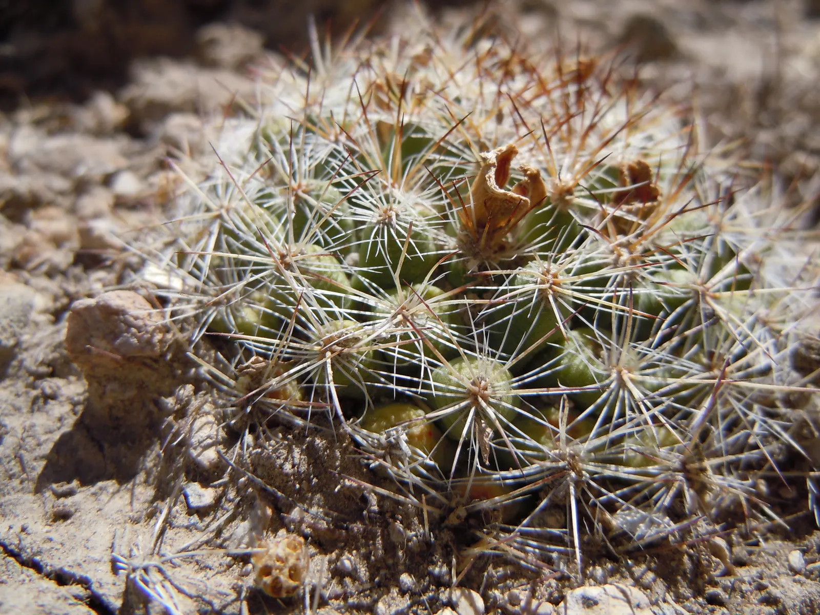 Spinystar, Beehive Cactus (Escobaria Vivipara) — withstanding temperatures as low as -20&deg;F