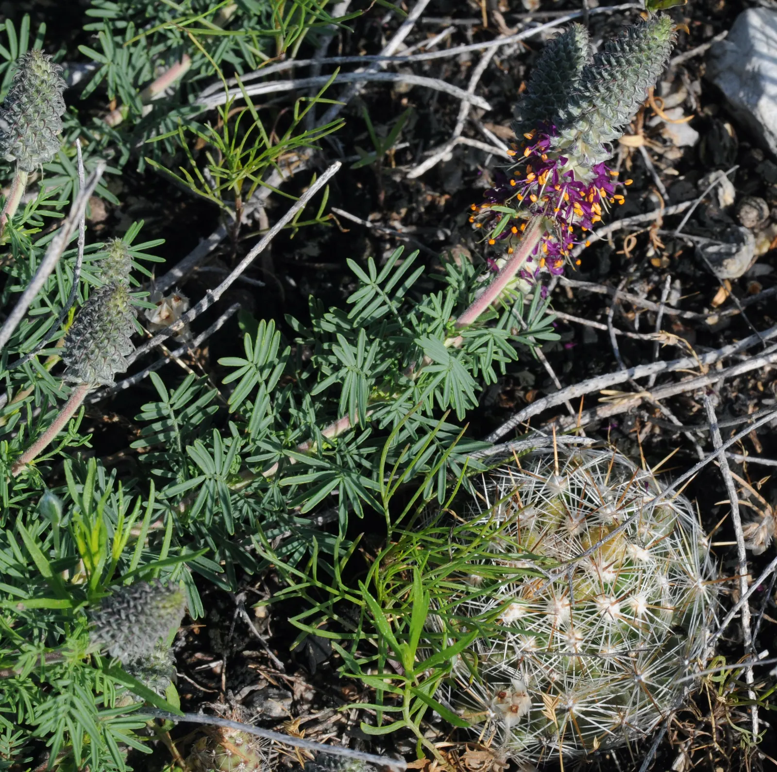 Spinystar, Beehive Cactus (Escobaria Vivipara) — underscoring its low-maintenance and reliable nature in a suitable landscape design; drought-resistant, it