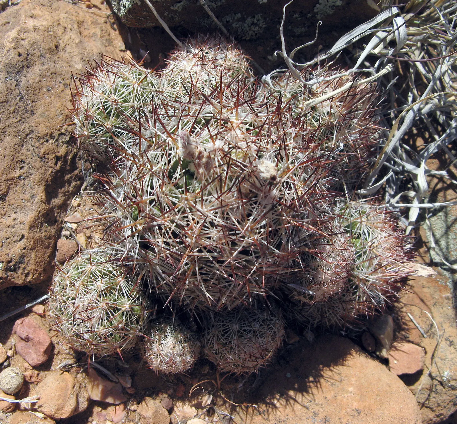Spinystar, Beehive Cactus (Escobaria Vivipara) — making it a resilient choice for a variety of landscapes
