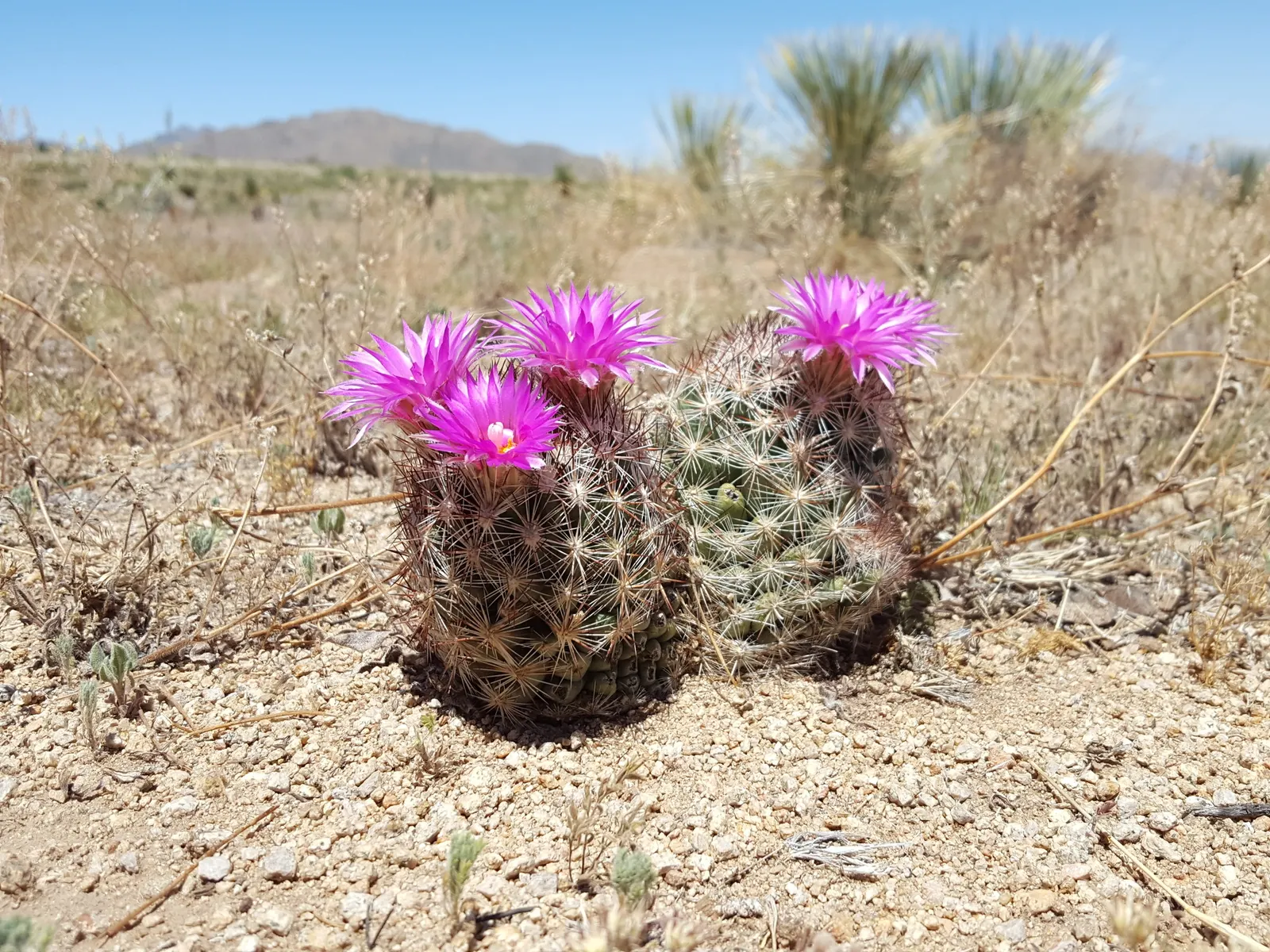 Spinystar, Beehive Cactus (Escobaria Vivipara) — scientifically known as Escobaria vivipara; these blooms are not only a delight to behold but also attract