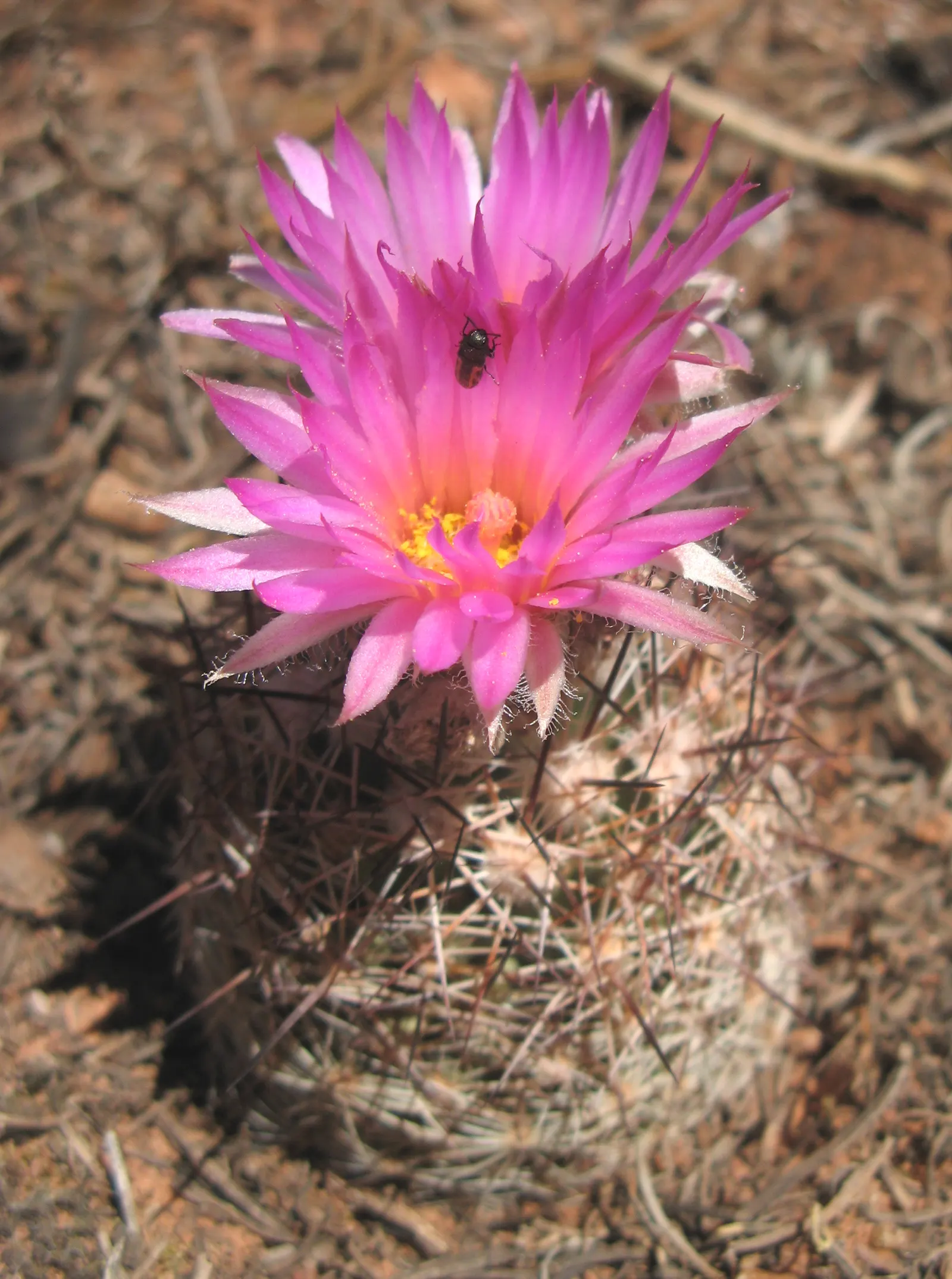 Spinystar, Beehive Cactus (Escobaria Vivipara) — the Escobaria vivipara is cold tolerant; the Spinystar or Beehive Cactus