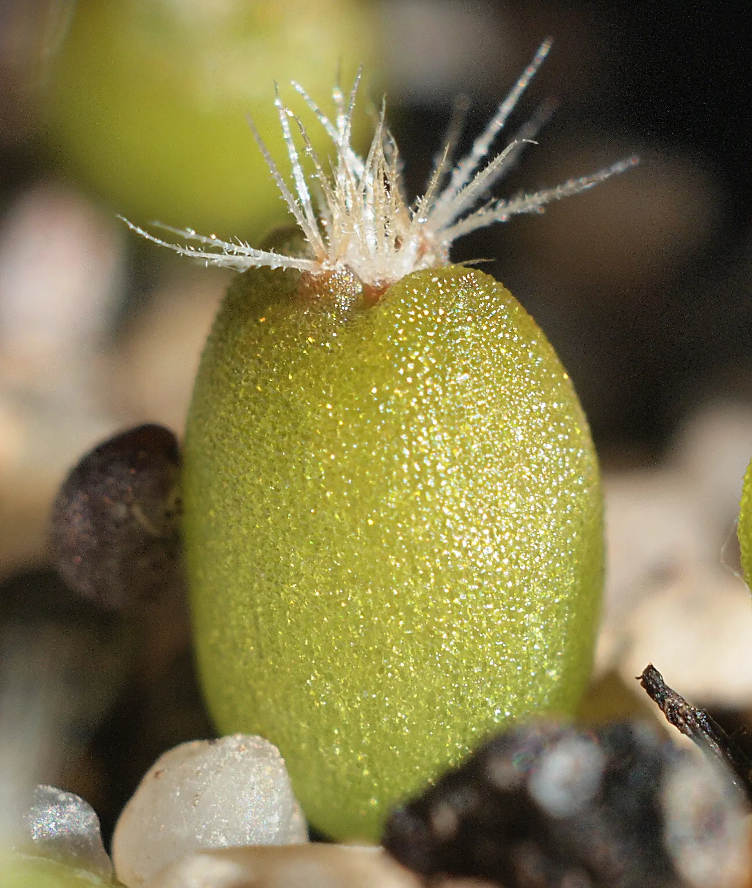 Spinystar, Beehive Cactus (Escobaria Vivipara) — cactus with pink blooms