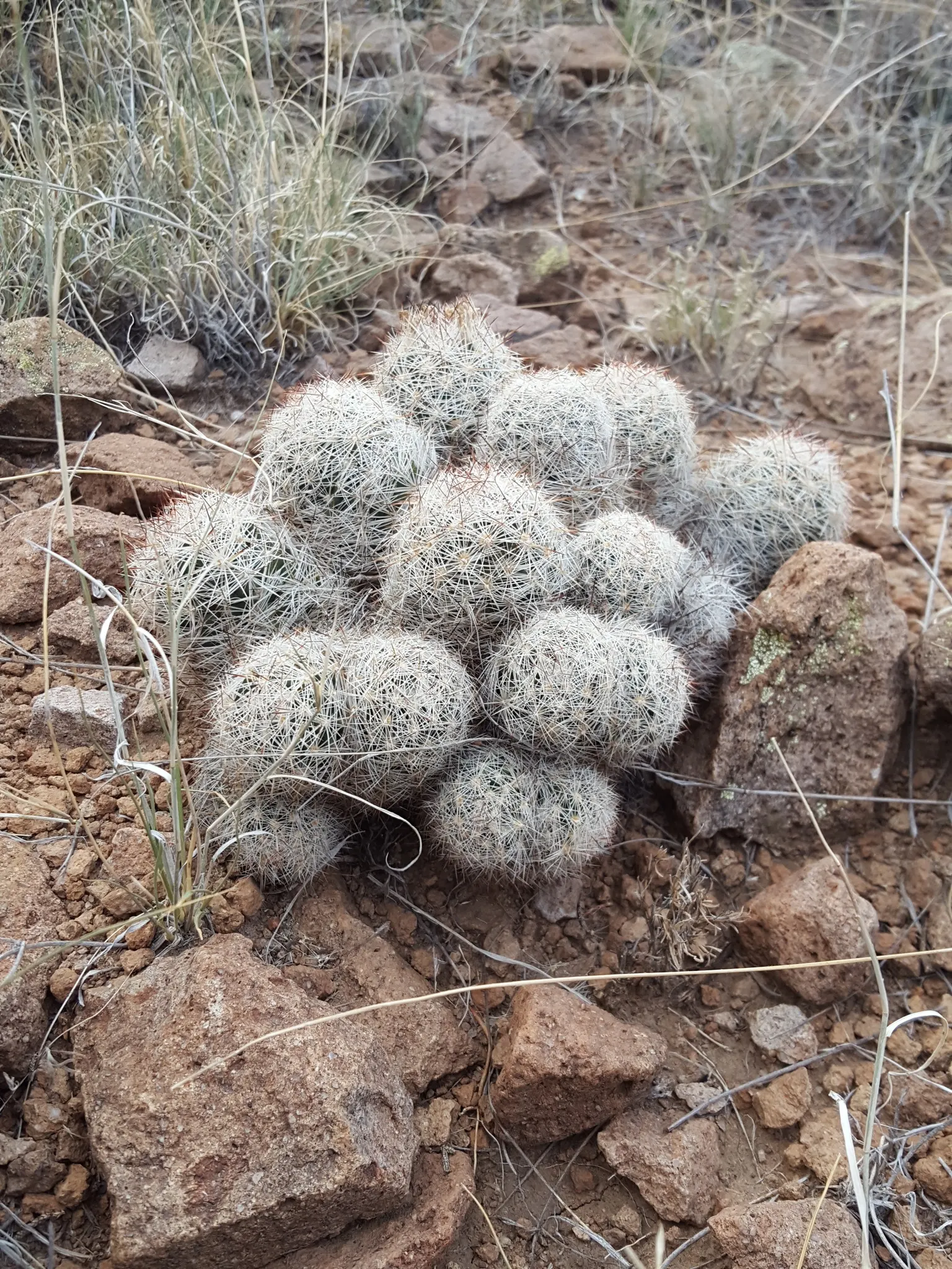 Spinystar, Beehive Cactus (Escobaria Vivipara) — which ranges in color from white to dark brown; boasting vibrant pink to purple flowers measuring about 1 inch