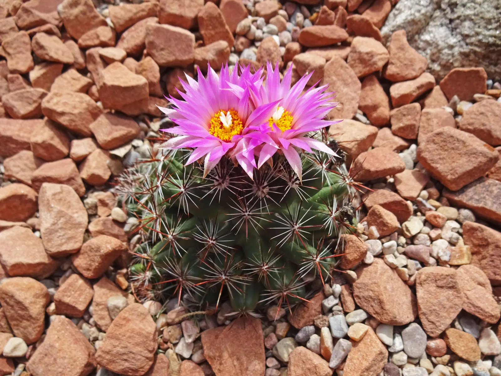 Spinystar, Beehive Cactus (Escobaria Vivipara) — as this aids in maintaining its compact form and encourages blooming; is a hardy native of various, image 72
