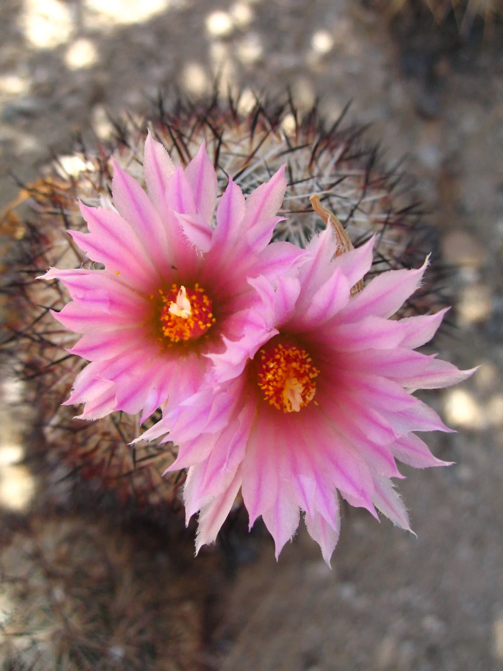 Spinystar, Beehive Cactus (Escobaria Vivipara) — serving as a food source for bees.<br><br>When designing
