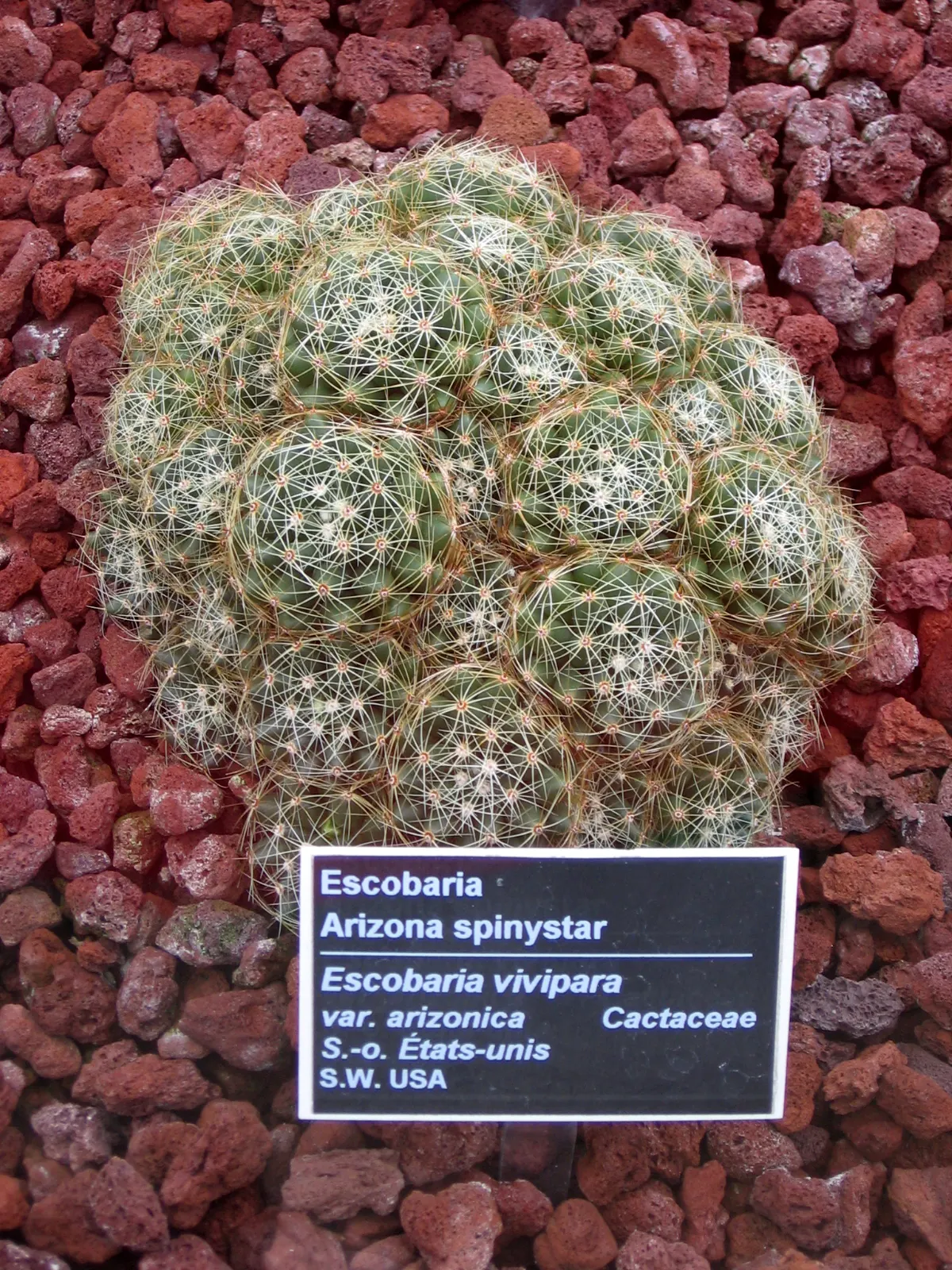 Spinystar, Beehive Cactus (Escobaria Vivipara) — Drought-resistant, it adds a striking, low-maintenance element to rock gardens and desert-themed, image 34