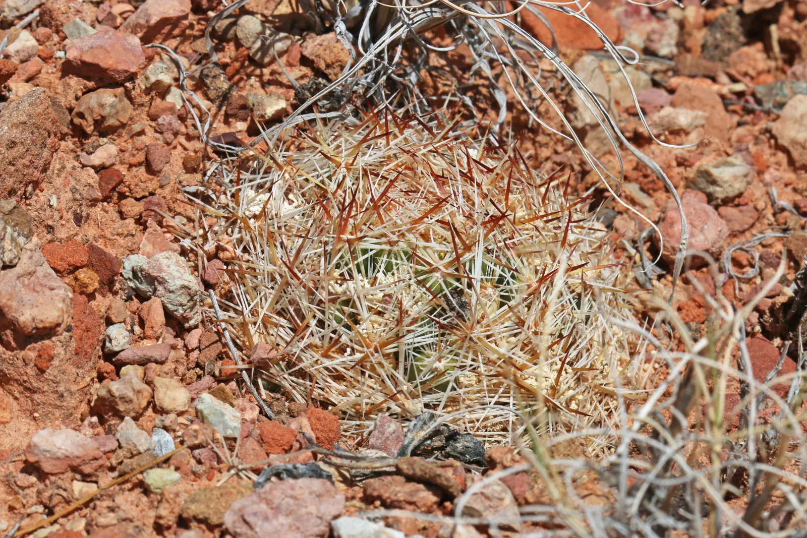 Spinystar, Beehive Cactus (Escobaria Vivipara) — This perennial thrives in USDA zones 4-9, reaching up to 6 inches tall and 12 inches wide; which, image 60