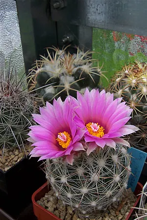 Spinystar, Beehive Cactus (Escobaria Vivipara) — serving as a food source for bees.<br><br>When designing; scientifically known as Escobaria vivipara
