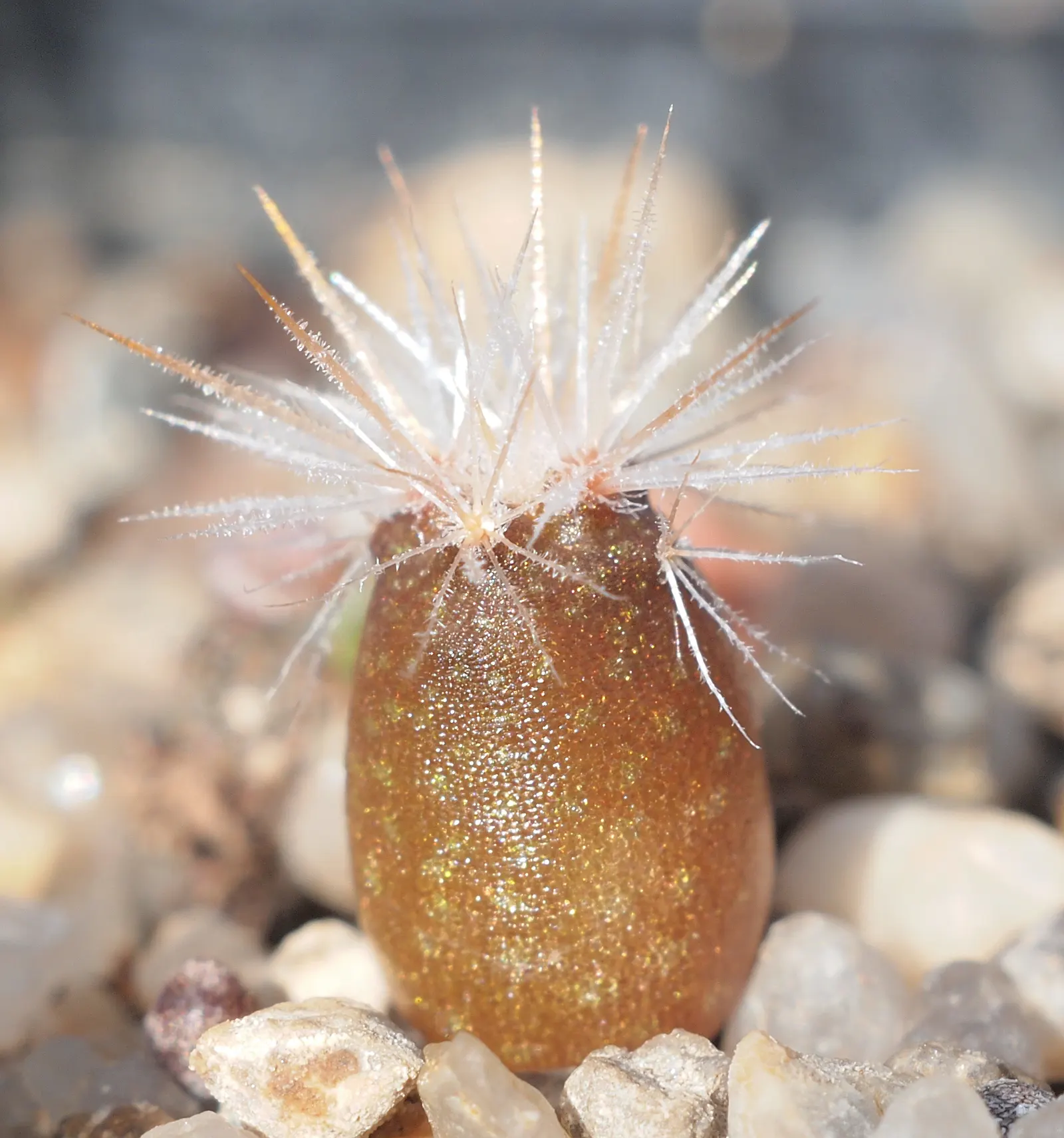 Spinystar, Beehive Cactus (Escobaria Vivipara) — Requires well-draining soil and full sun