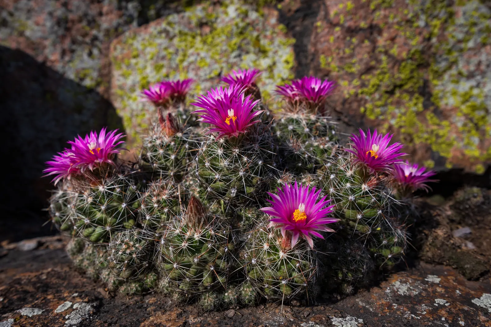 Spinystar, Beehive Cactus (Escobaria Vivipara) — perennial cactus typically reaches a height of 2 to 6 inches with a similar spread; adding a unique texture