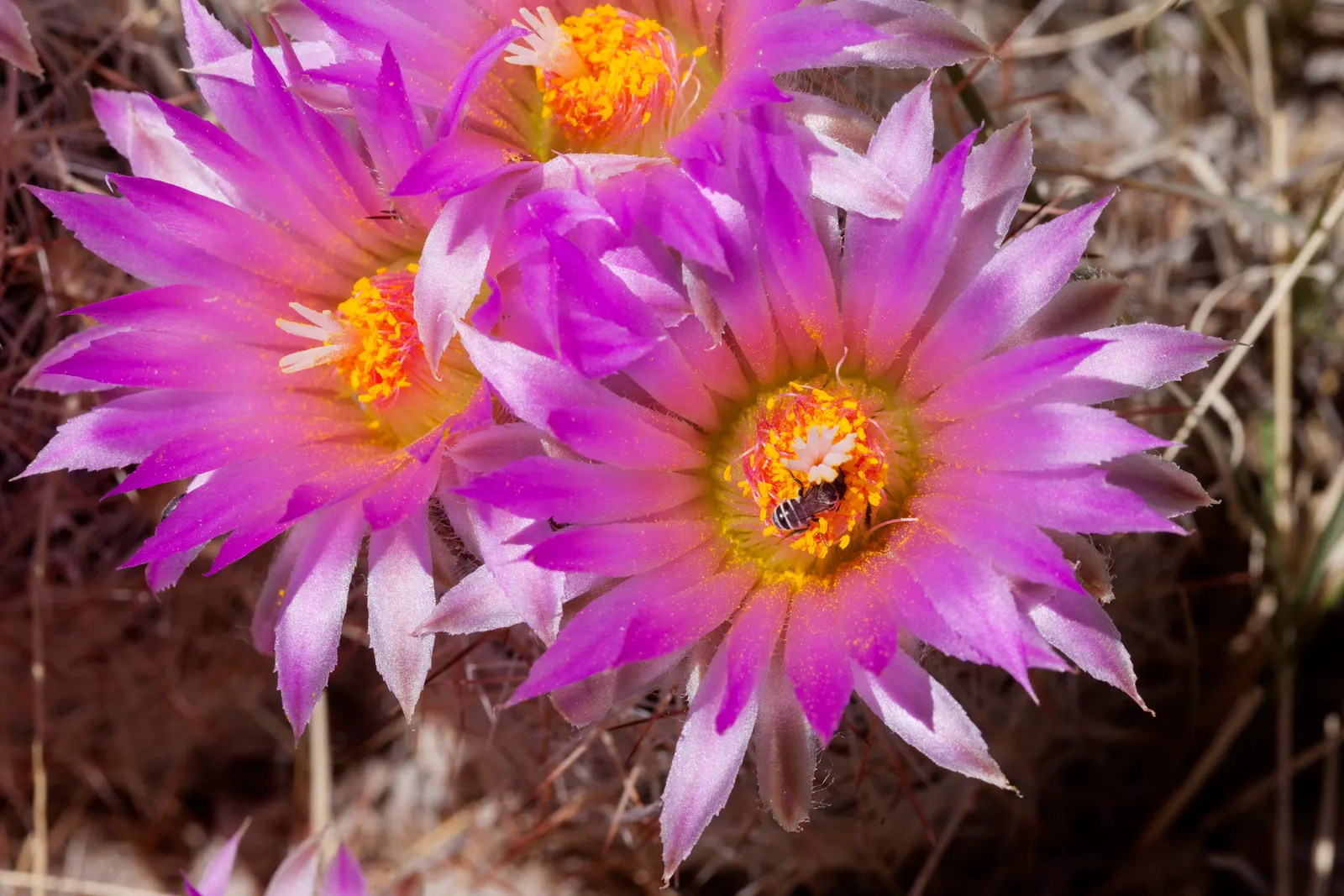 Spinystar, Beehive Cactus (Escobaria Vivipara) — The Spinystar or Beehive Cactus (Escobaria vivipara) is a North American native, ideal for, image 59