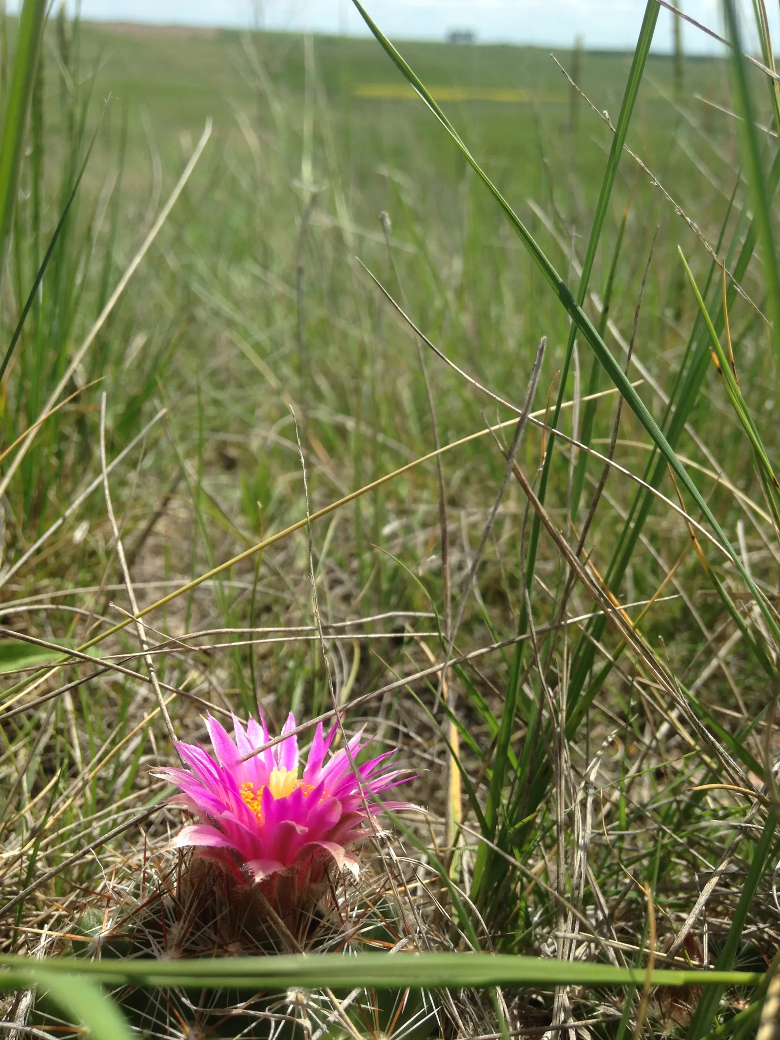 Spinystar, Beehive Cactus (Escobaria Vivipara) — boasting vibrant pink to purple flowers measuring about 1 inch in diameter