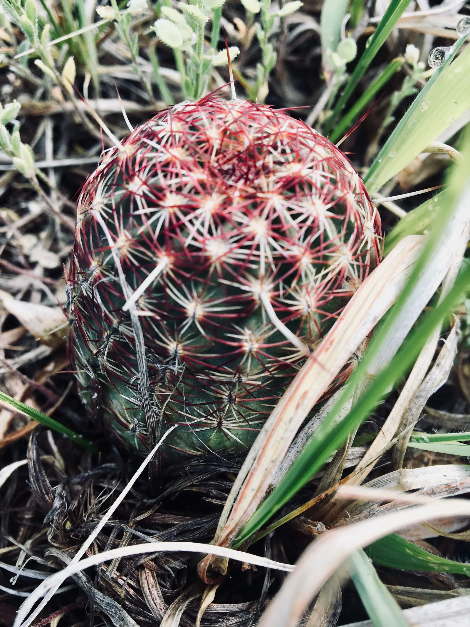 Spinystar, Beehive Cactus (Escobaria Vivipara) — Featuring tightly clustered, needle-like spines, it showcases vibrant pink to purple flowers in, image 32