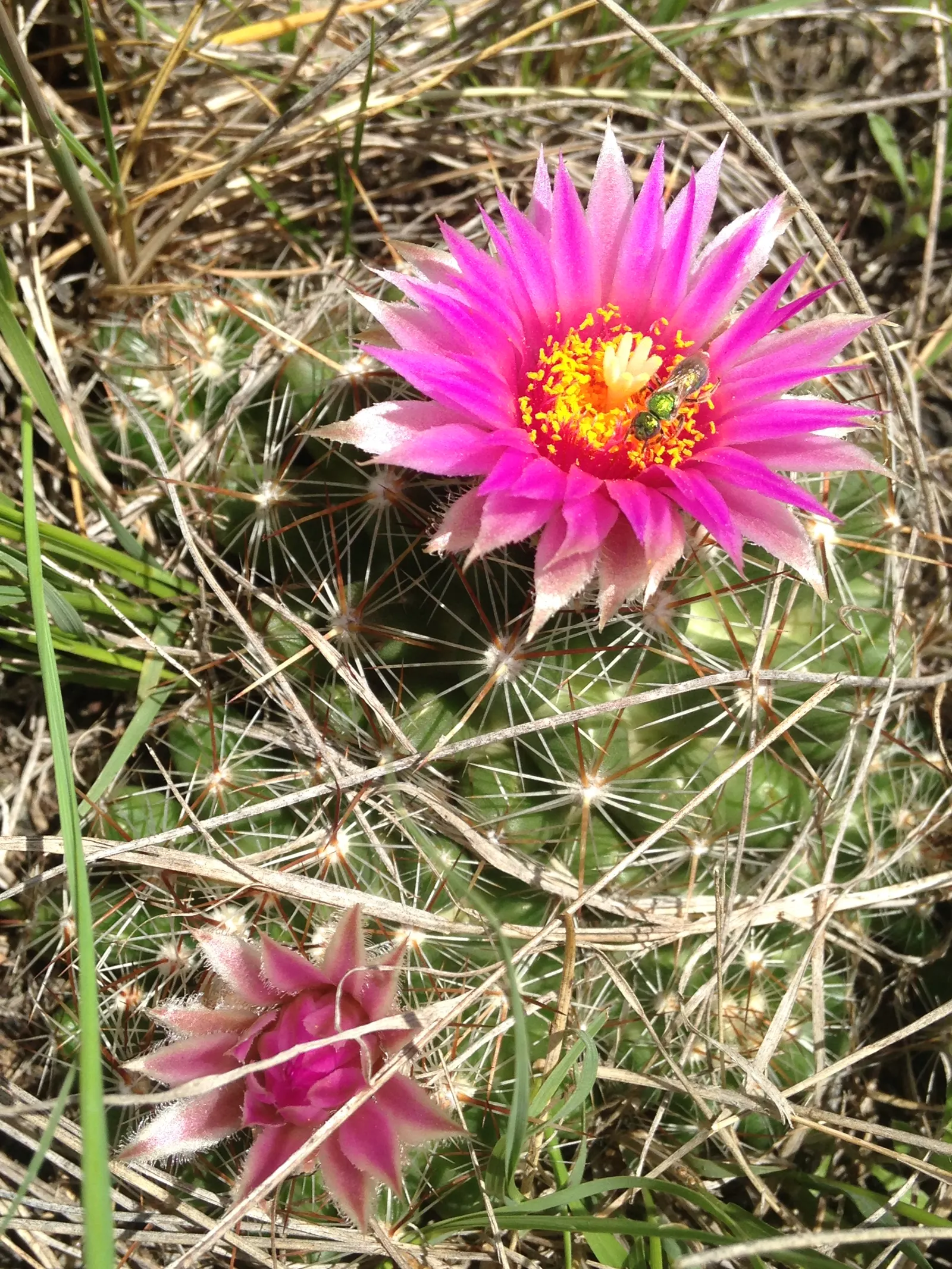 Spinystar, Beehive Cactus (Escobaria Vivipara) — adding a unique texture and year-round interest